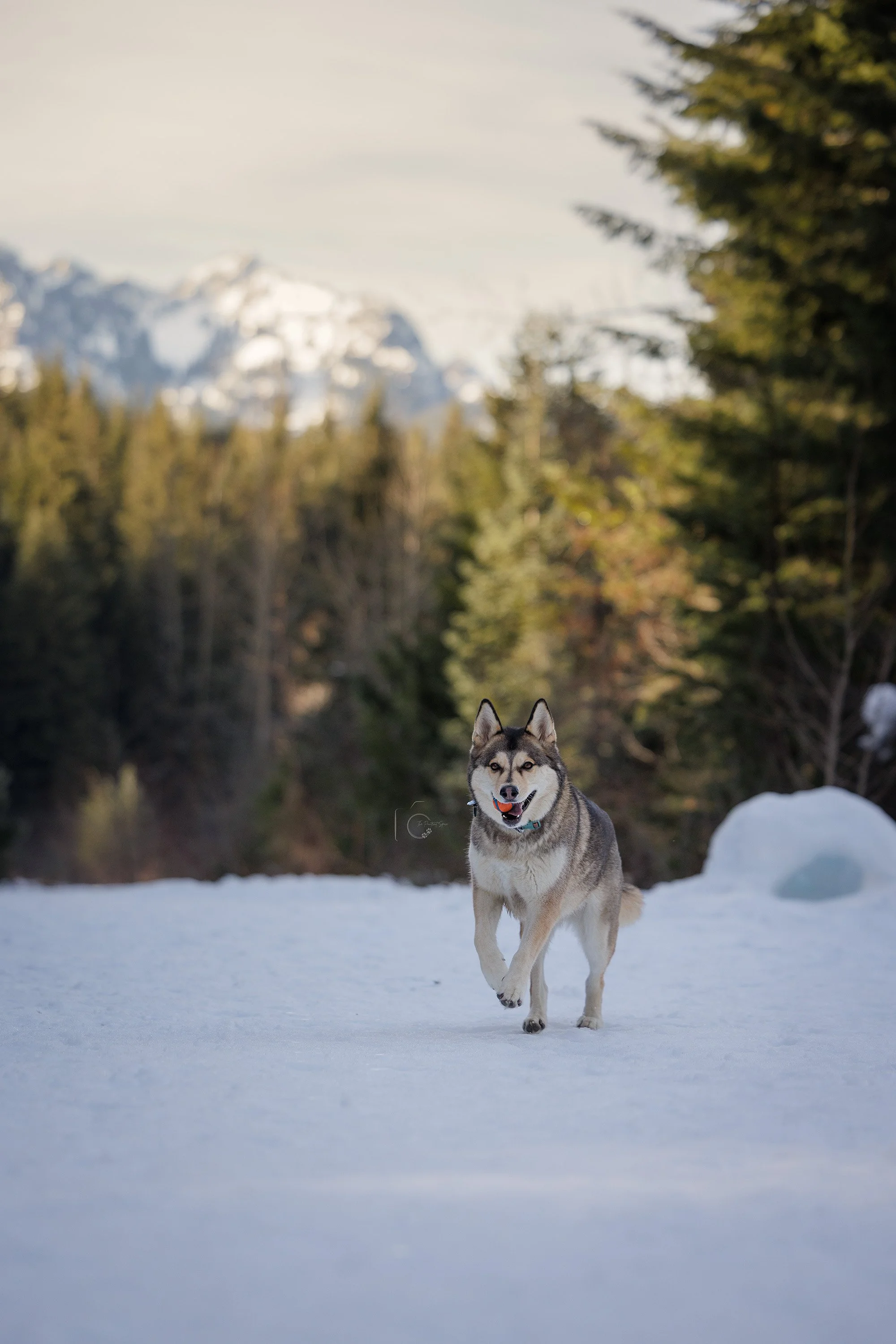 A husky dog running on snowy ground in a winter landscape with trees and snow-capped mountains in the background.