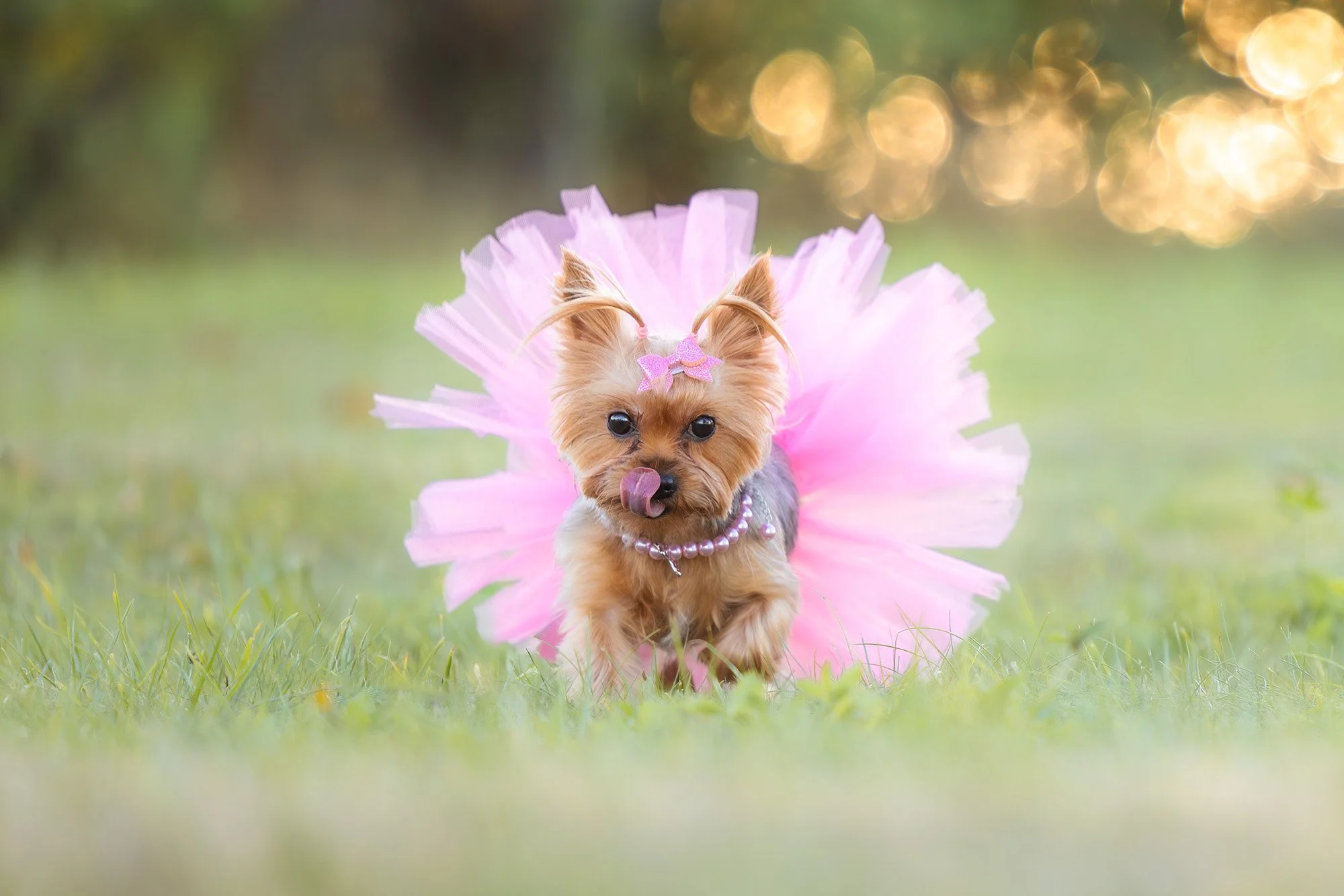 Small dog dressed in pink tutu with a pink bow on its head, outside on green grass.