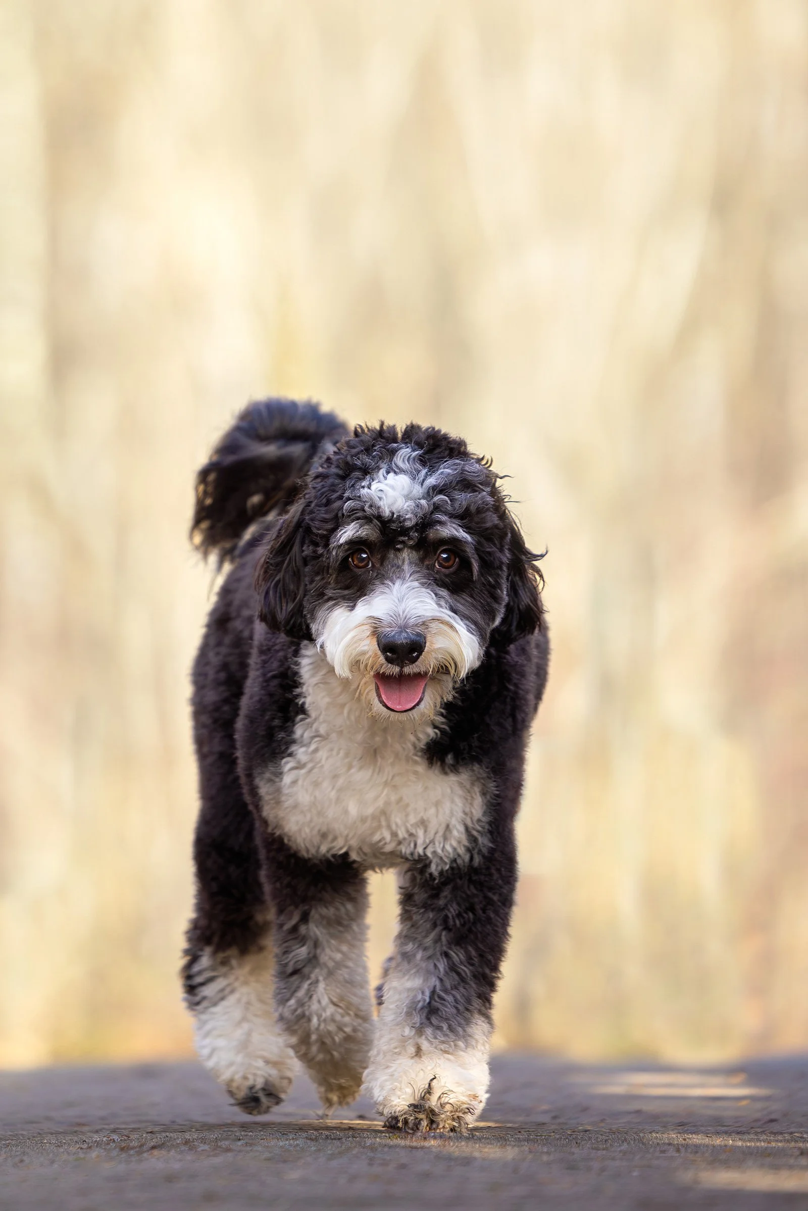 Marymoor Off-Leash Dog Park