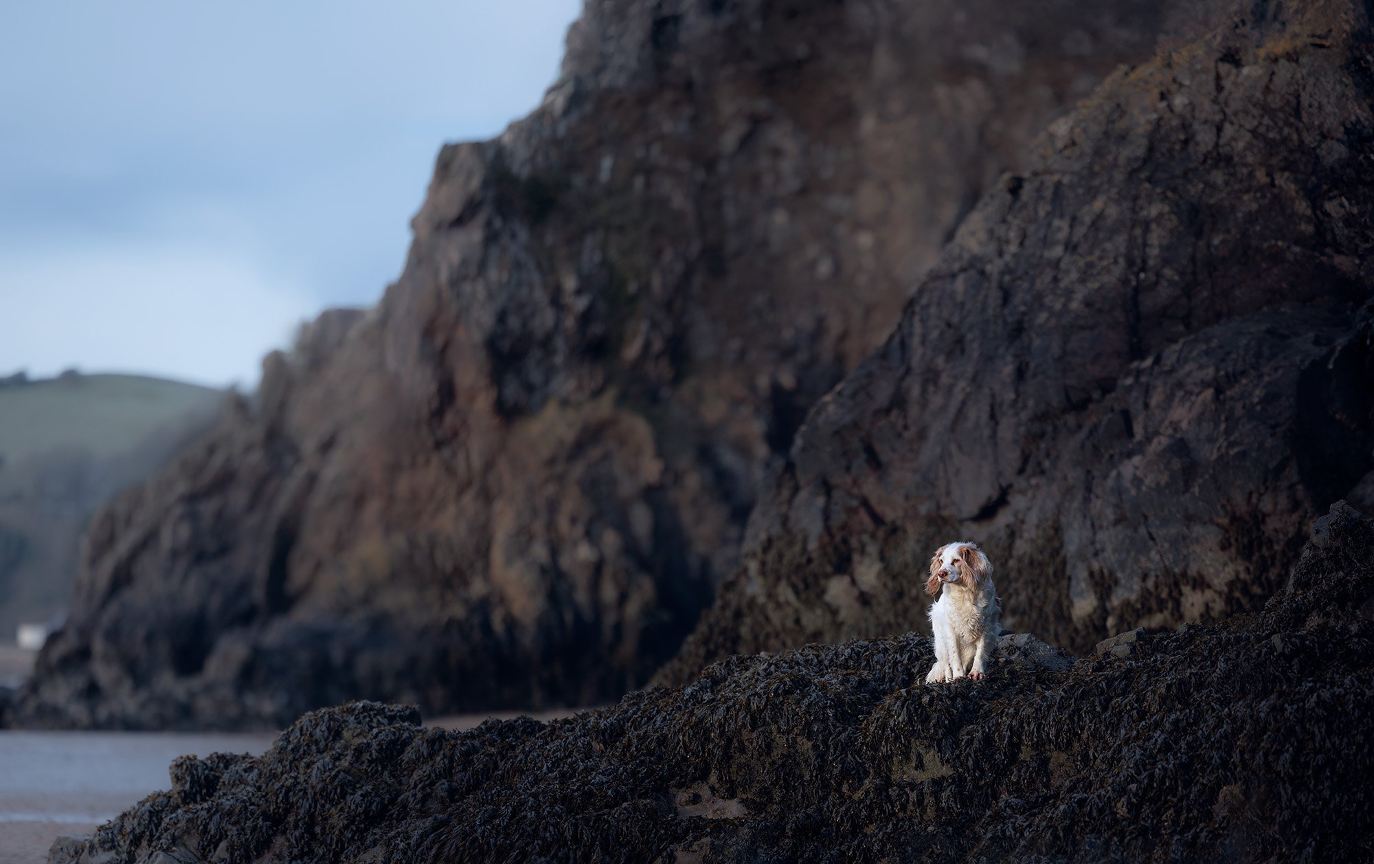 Spaniel dog standing on a large rock, posing proudly during a scenic outdoor pet photoshoot by The Pawtrait Space