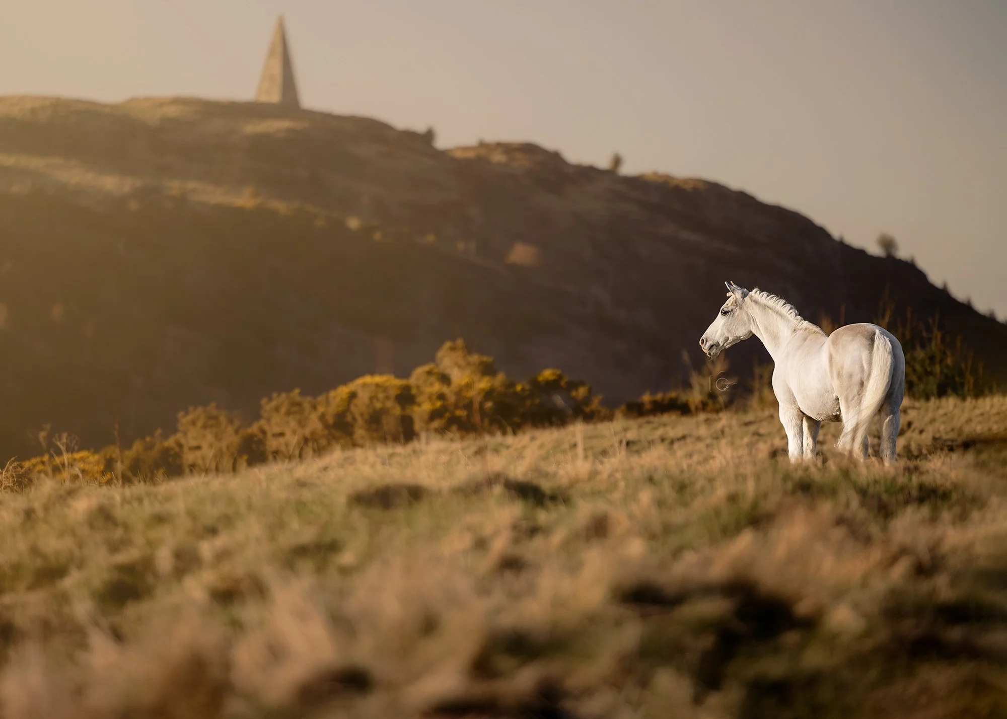 Equine Photography by The Pawtrait Space
