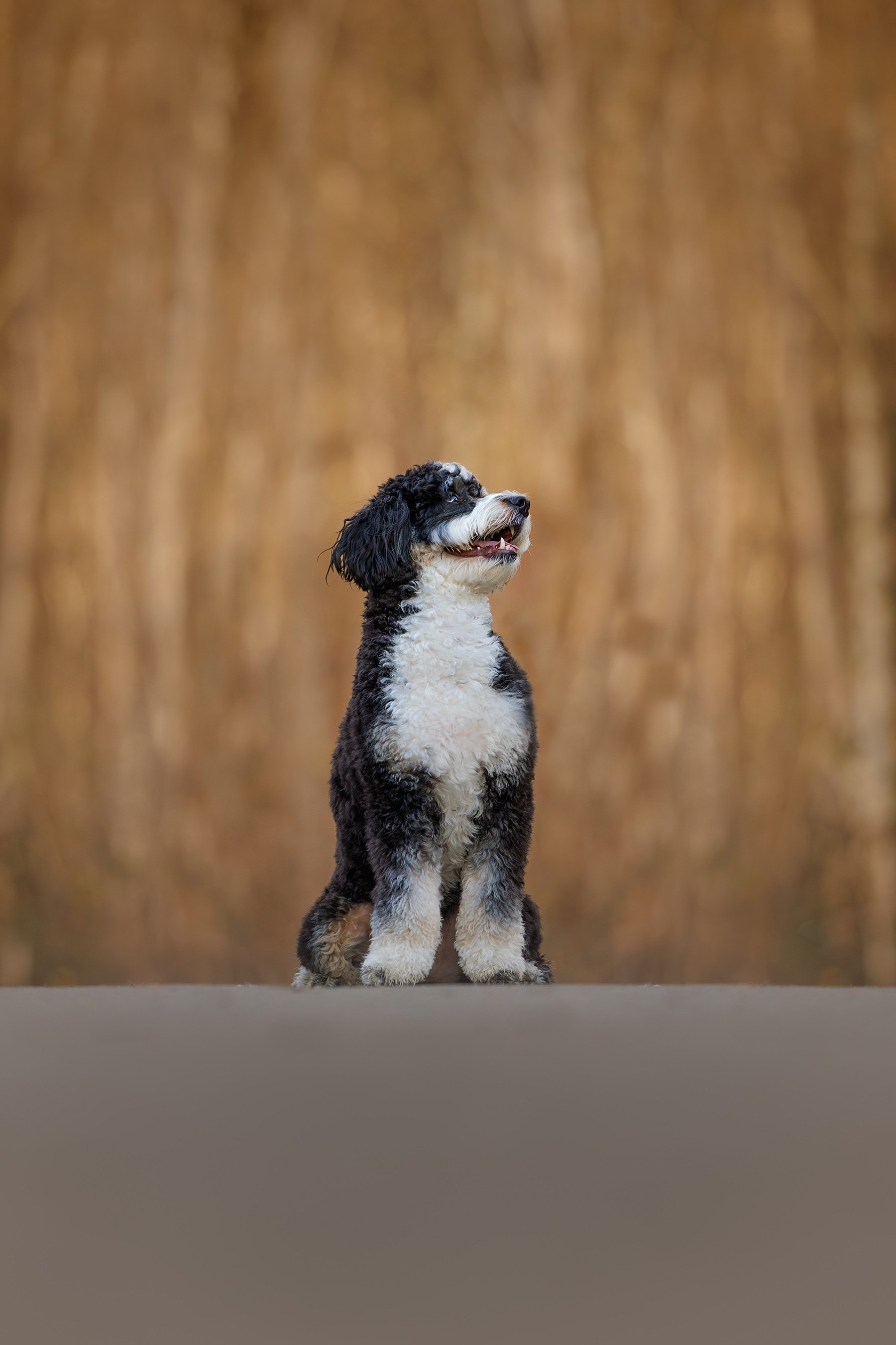 Sixty Acres Park, Redmond