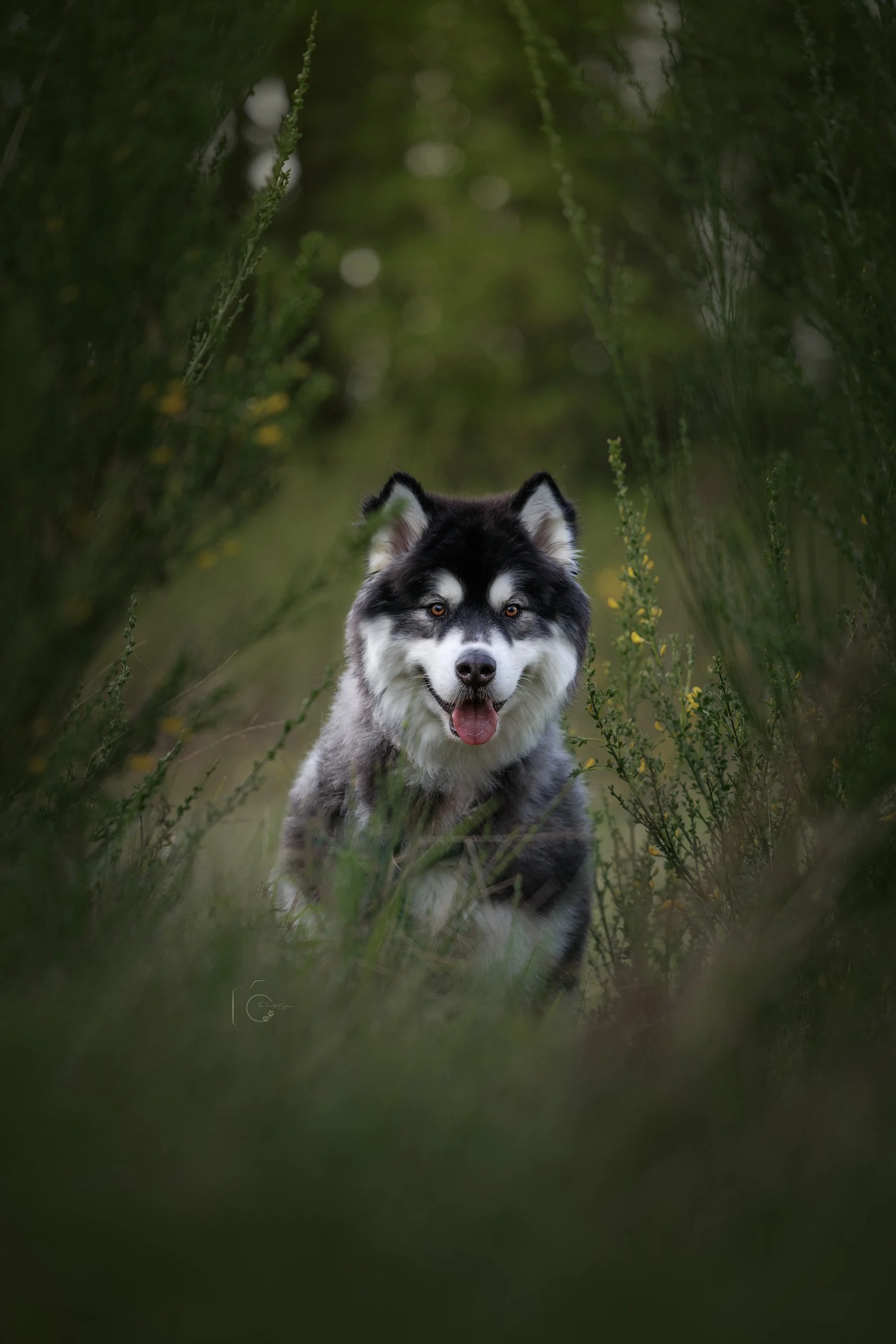 Alaskan Malamute with tongue out, photographed by The Pawtrait Space