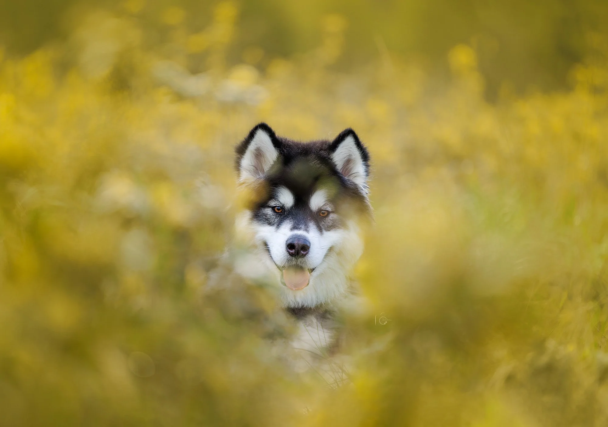 Alaskan Malamute standing between yellow wildflowers at Discovery Park during a vibrant spring pet photoshoot by The Pawtrait Space