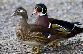 Wood Duck