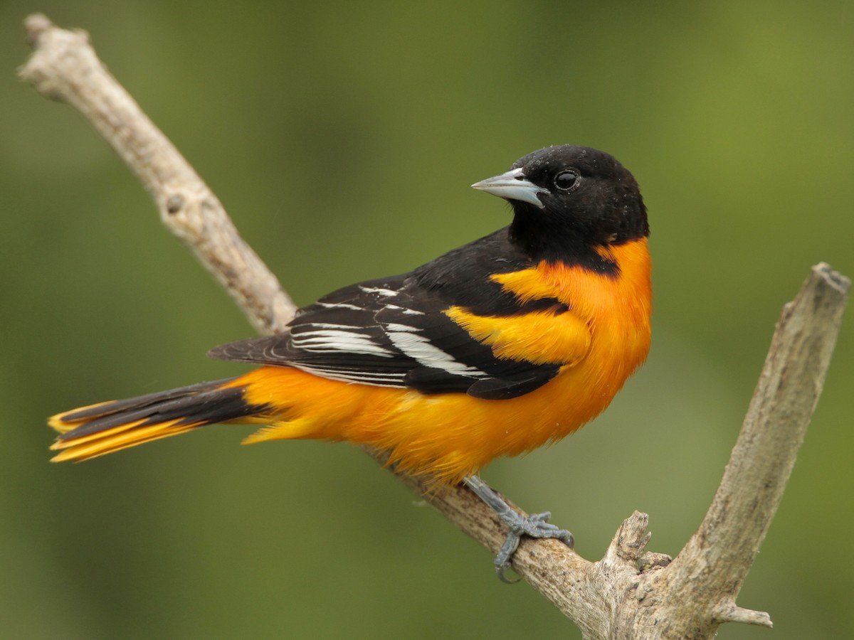 Baltimore Oriole