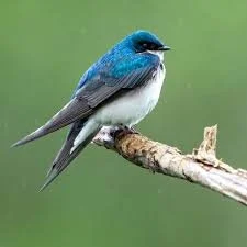 Tree Swallow
