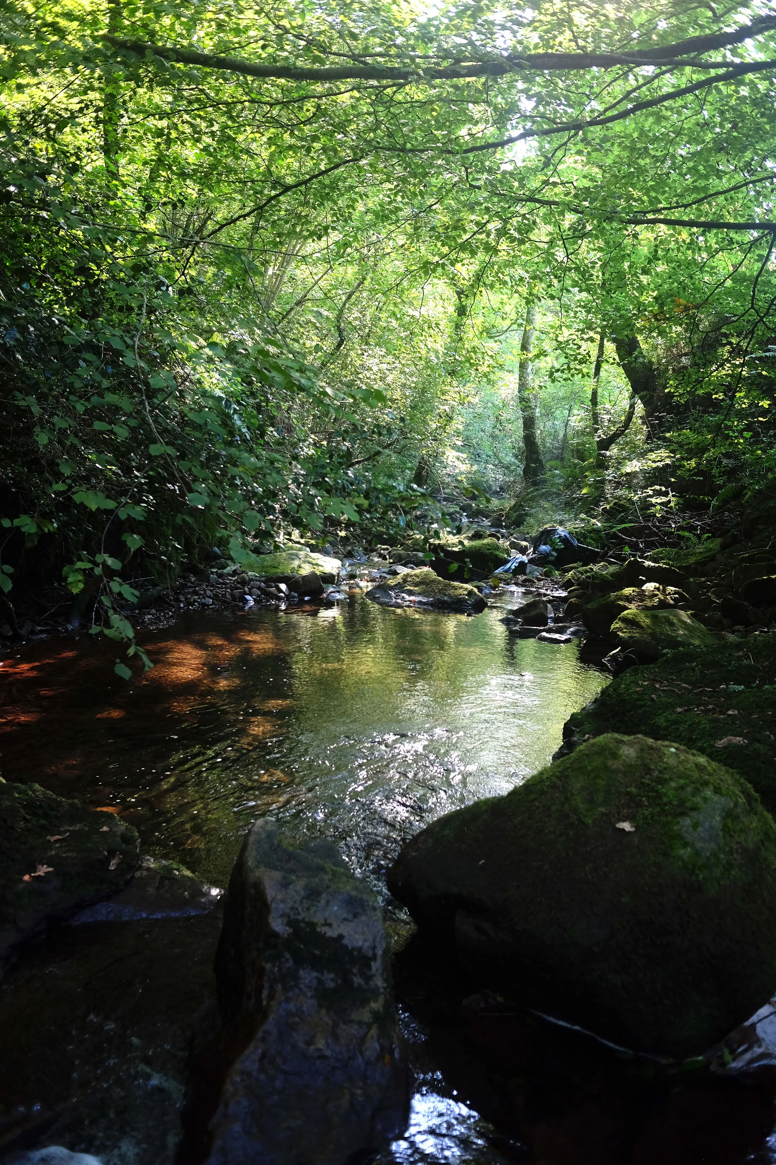 A river flows through a lush green forest with trees that let in light, surrounded by moss-covered rocks.