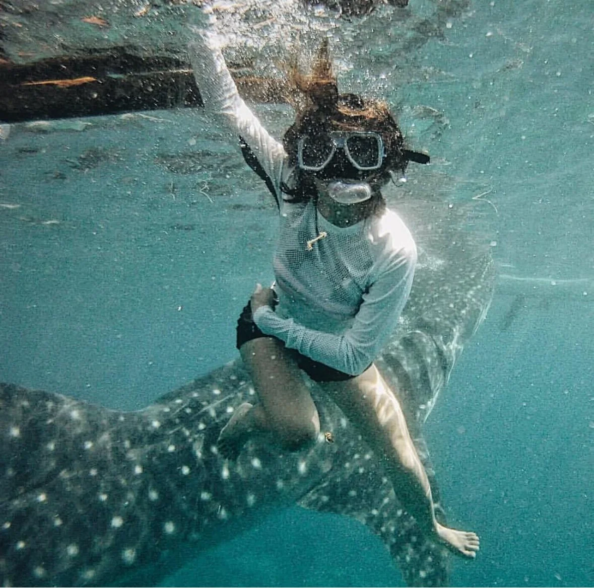 A person wearing scuba gear riding on the back of a large whale shark underwater.