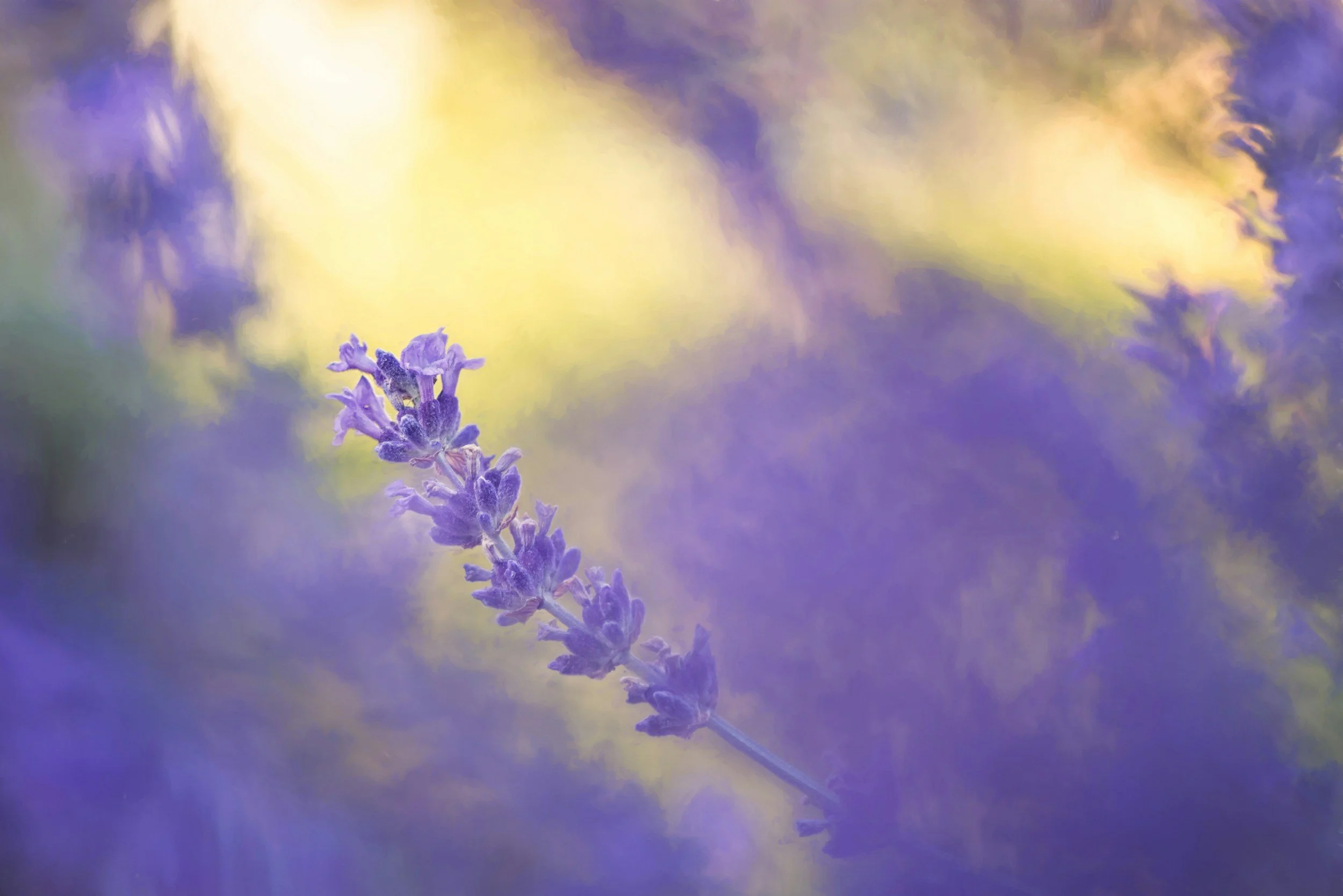 Close-up of a purple lavender flower with a blurred background of yellow and purple hues.