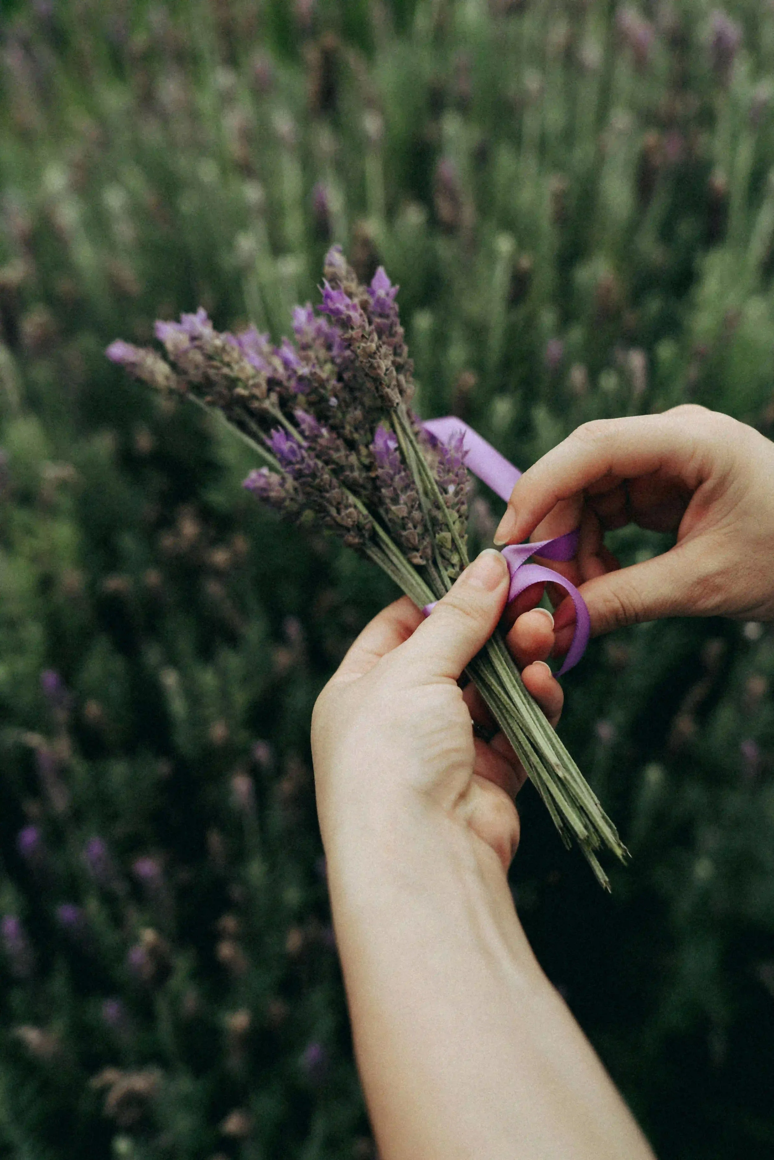 Hands holding a small bouquet of lavender flowers with a purple ribbon around the stems, outdoors in a field of lavender.