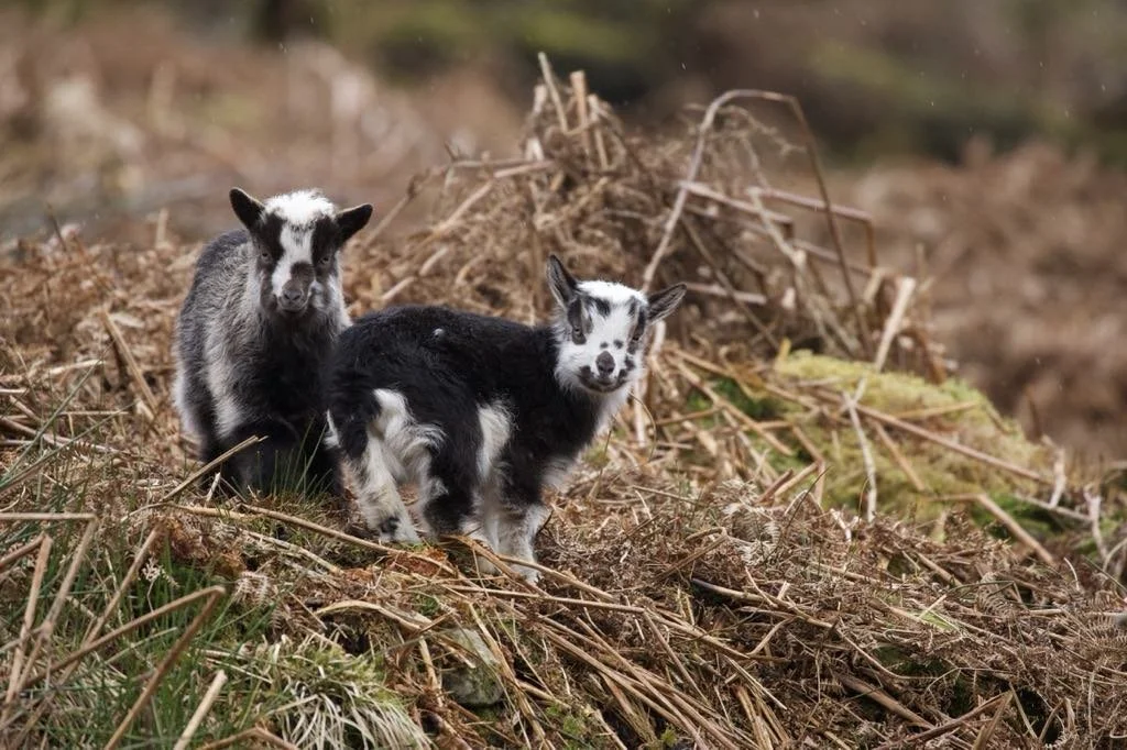 Scottish government say starving St Kilda sheep are wild but brand wild goats as feral!