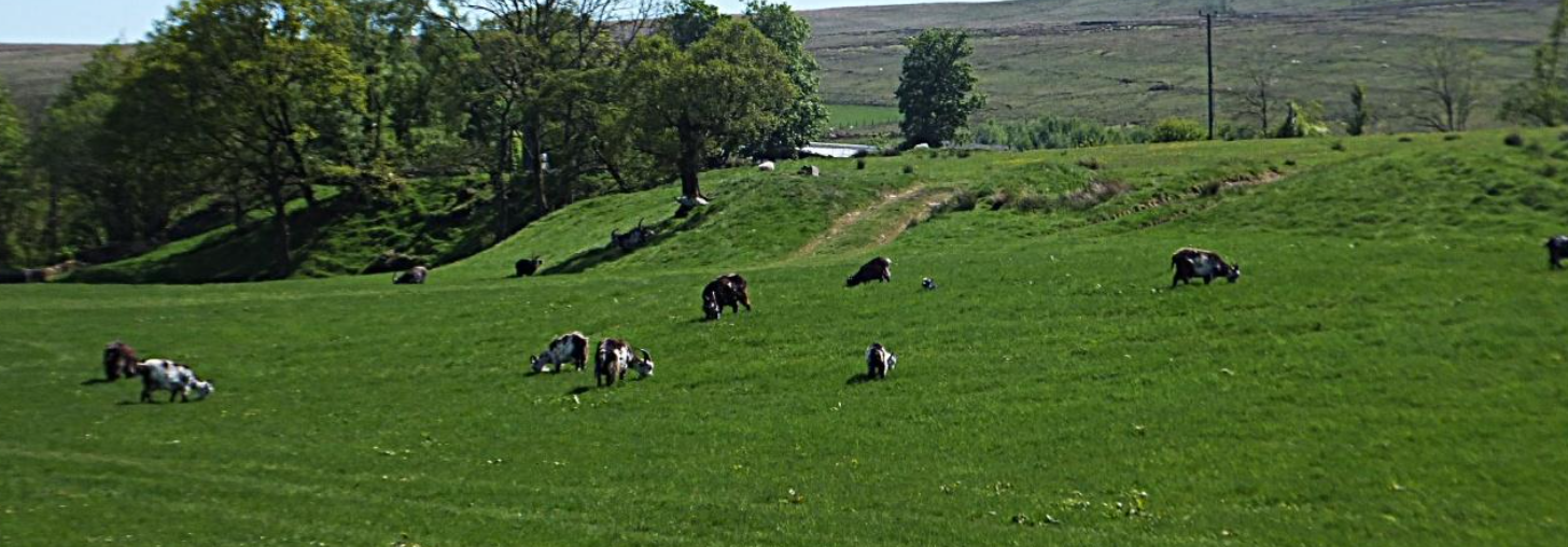 Wild Goats Missing
