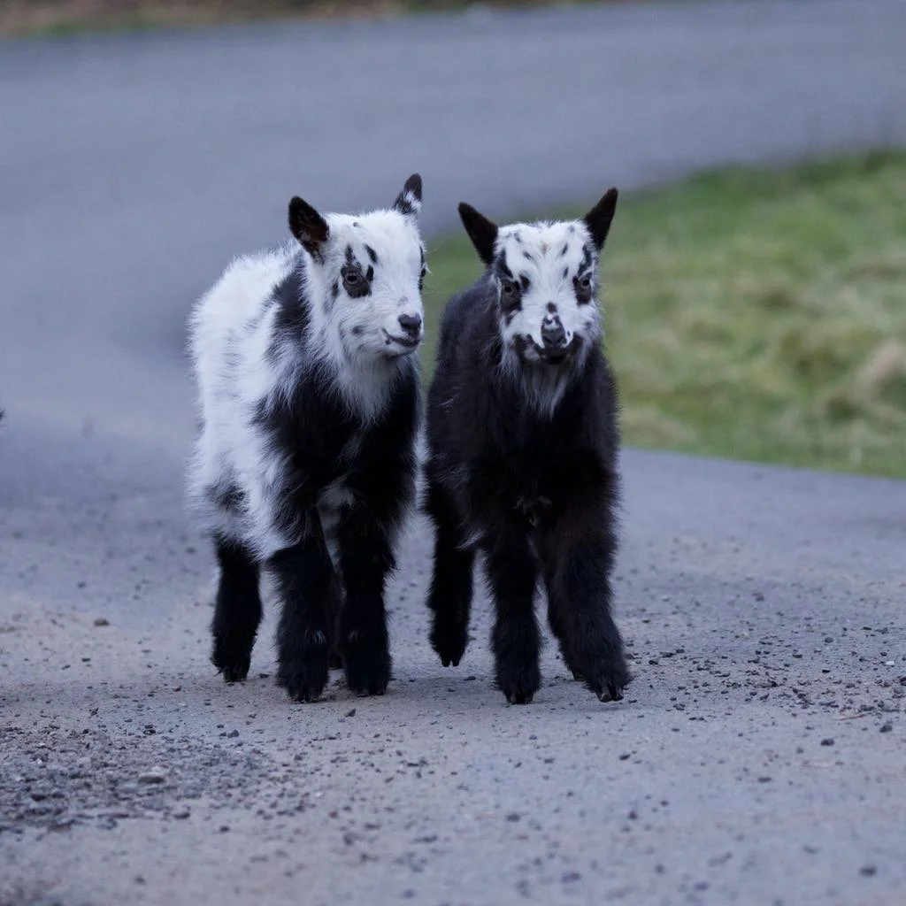 Photograph by Nicola Hood