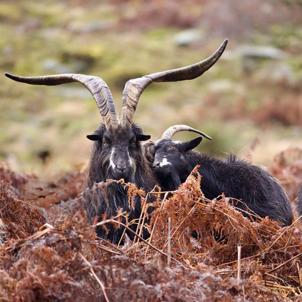 Two goats, one large with prominent curved horns and a smaller one with a small horn, resting among brown autumn leaves in an outdoor setting.