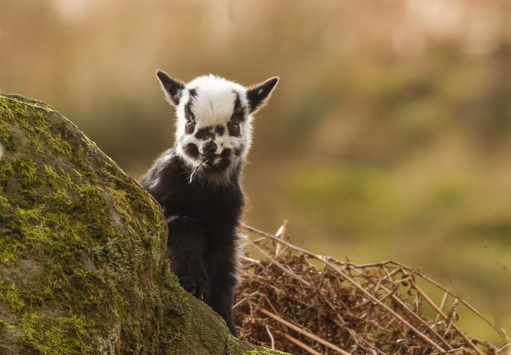 Photograph by Nicola Hood