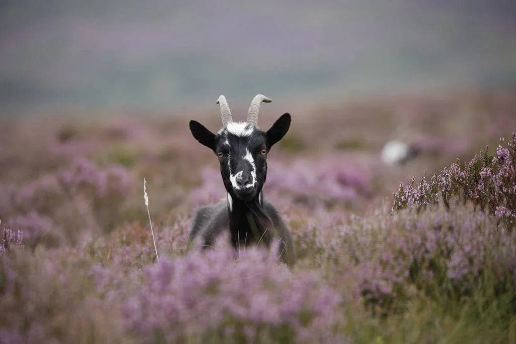 Photograph by Nicola Hood