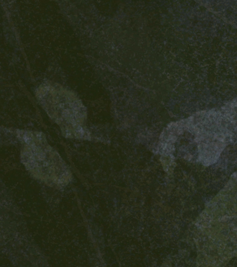 Close-up of a dark green leaves surface with light patches and veins.