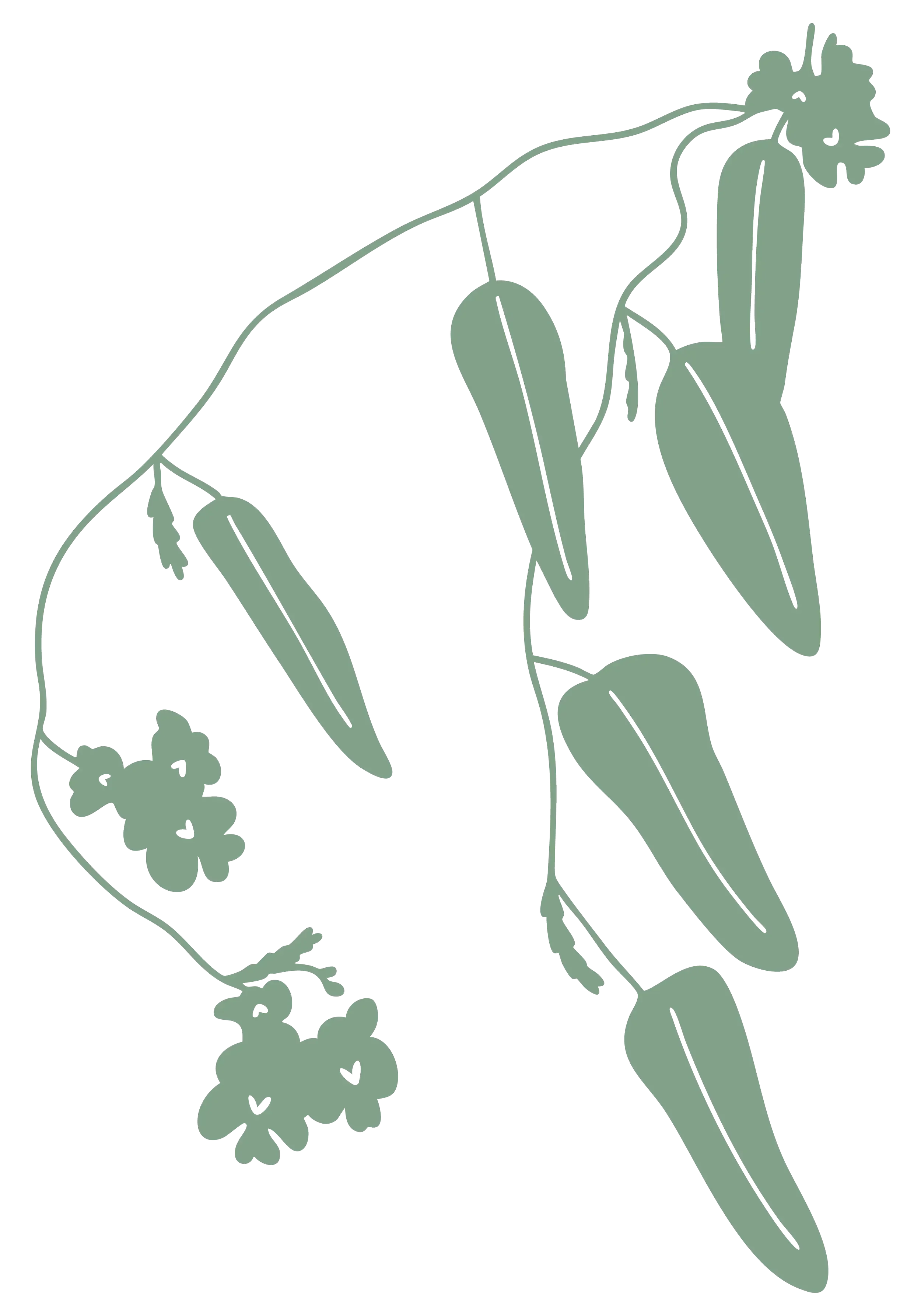 Line drawing of a plant with elongated leaves and clusters of small flowers.