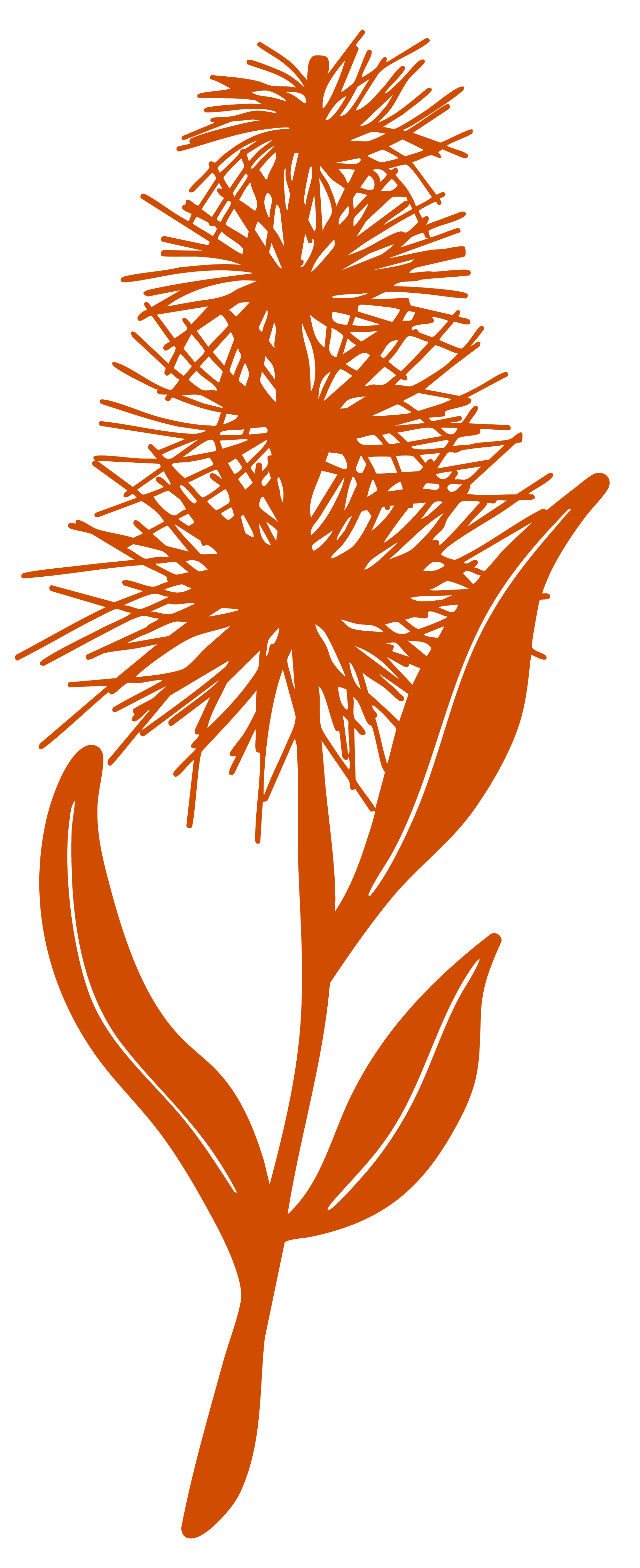 A graphic of a Bottle Brush flower in an orange-ochre colour.