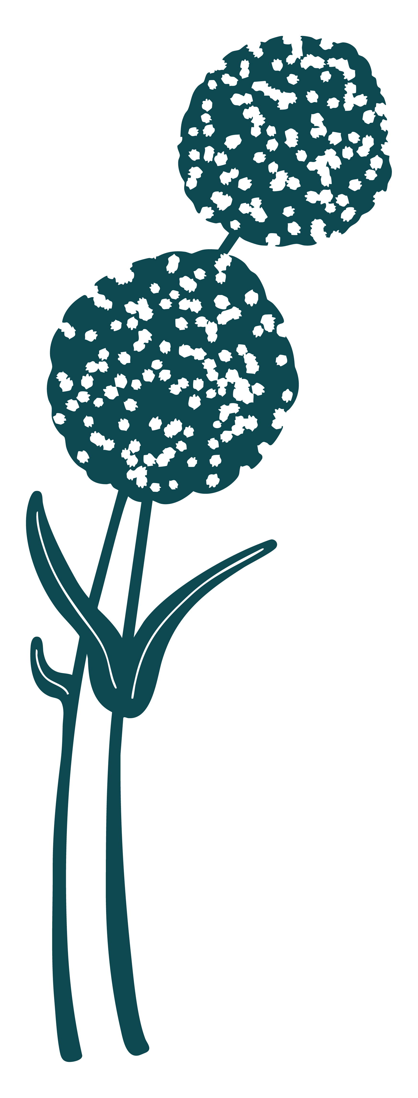 Illustration of two flowering thyme plants with green leaves and purple flower clusters on black background.