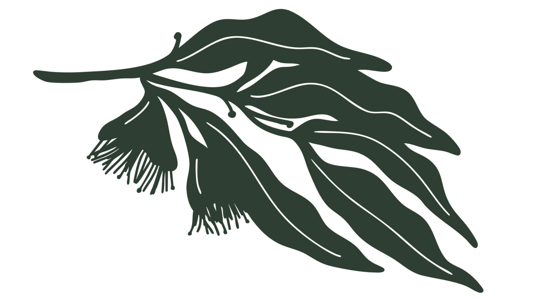 Illustration of a bunch of drooping green eucalyptus leaves with a single flower attached.