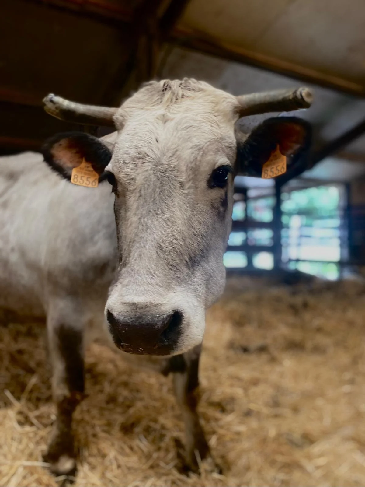 Jeune vache dans une étable avec un plafond en bois et un sol recouvert de paille.