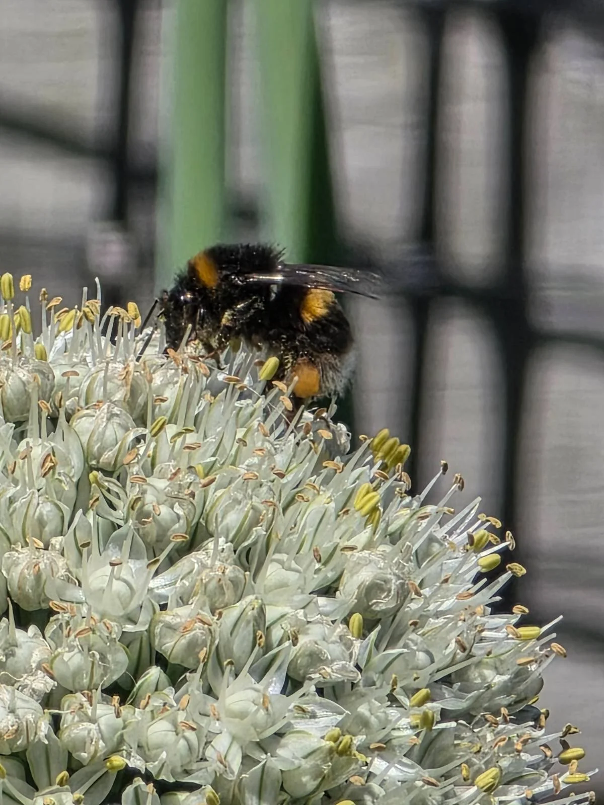 Studying Pollination: Learning With the Living World
