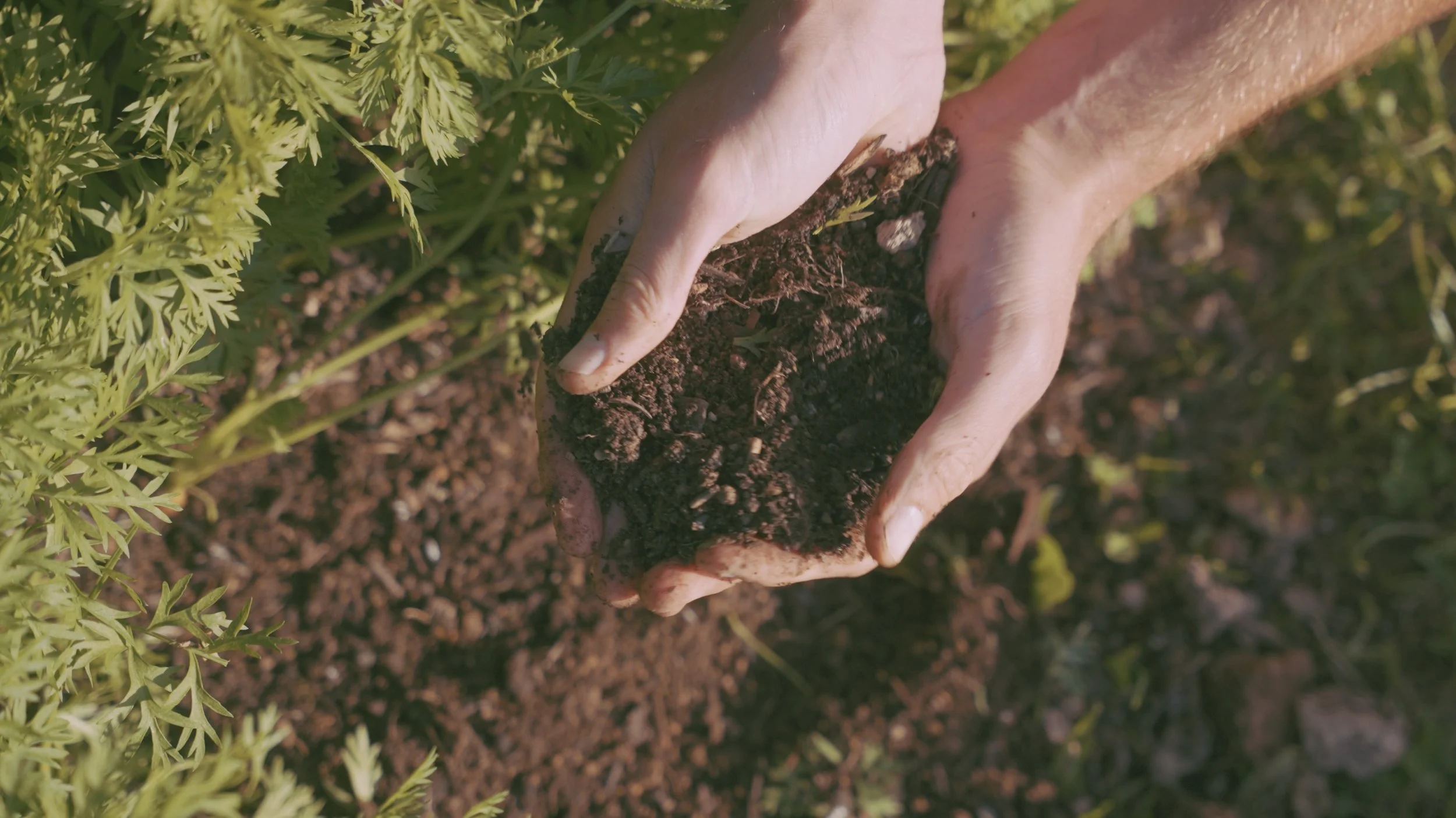Person planting a seed in the soil with green plants nearby.