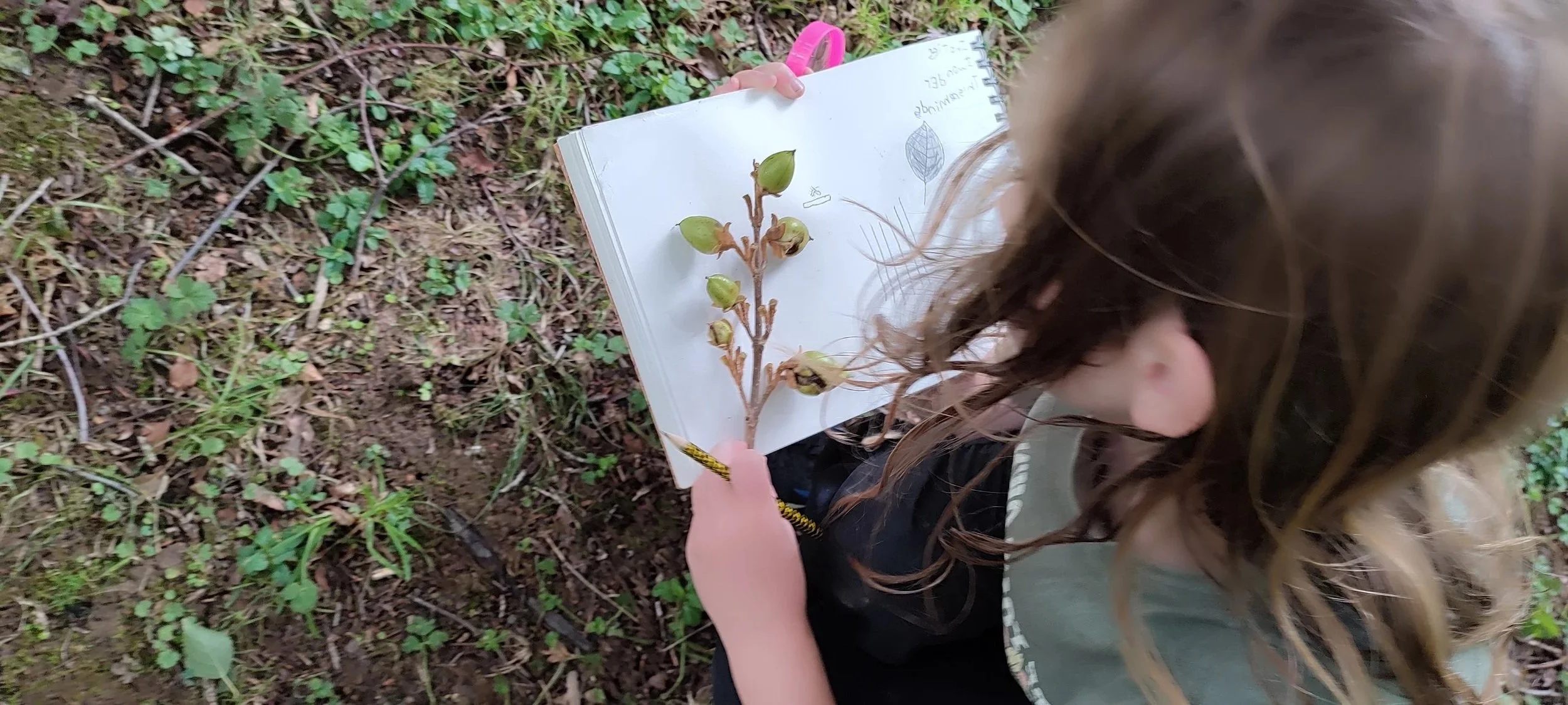 Child with long brown hair nature journalling. She is drawing the leaves of a plant with green buds on a wooded forest ground.