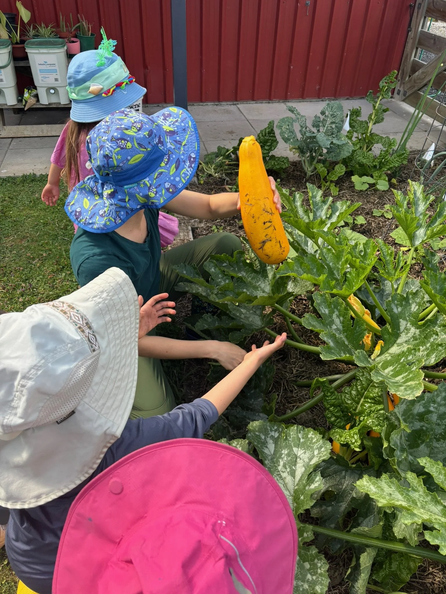 Children in hats picking a large yellow zucchini from a vegetable garden.