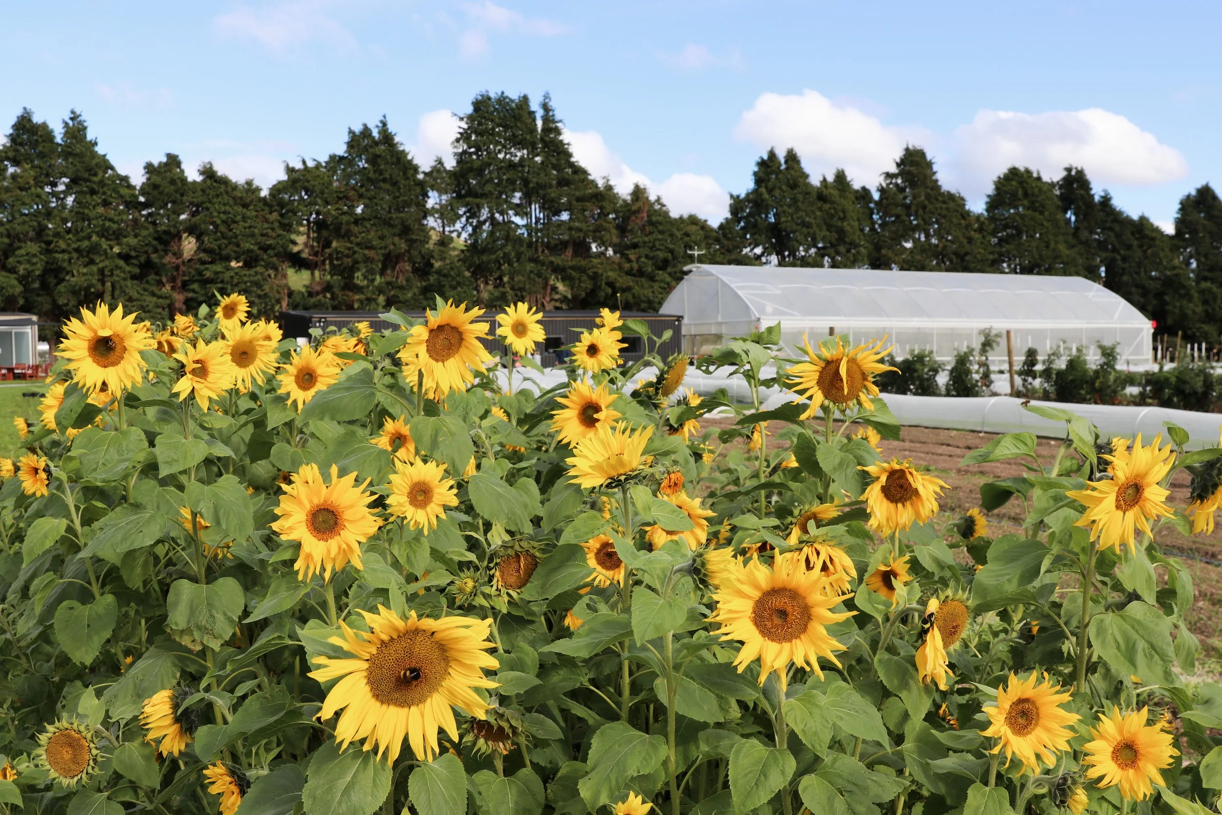 A field of yellow sunflowers in front of a greenhouse with trees in the background.