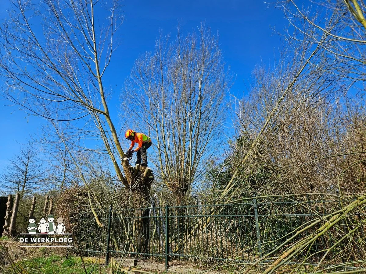 Boom snoeien met kettingzaag - De Werkploeg Altena.jpg