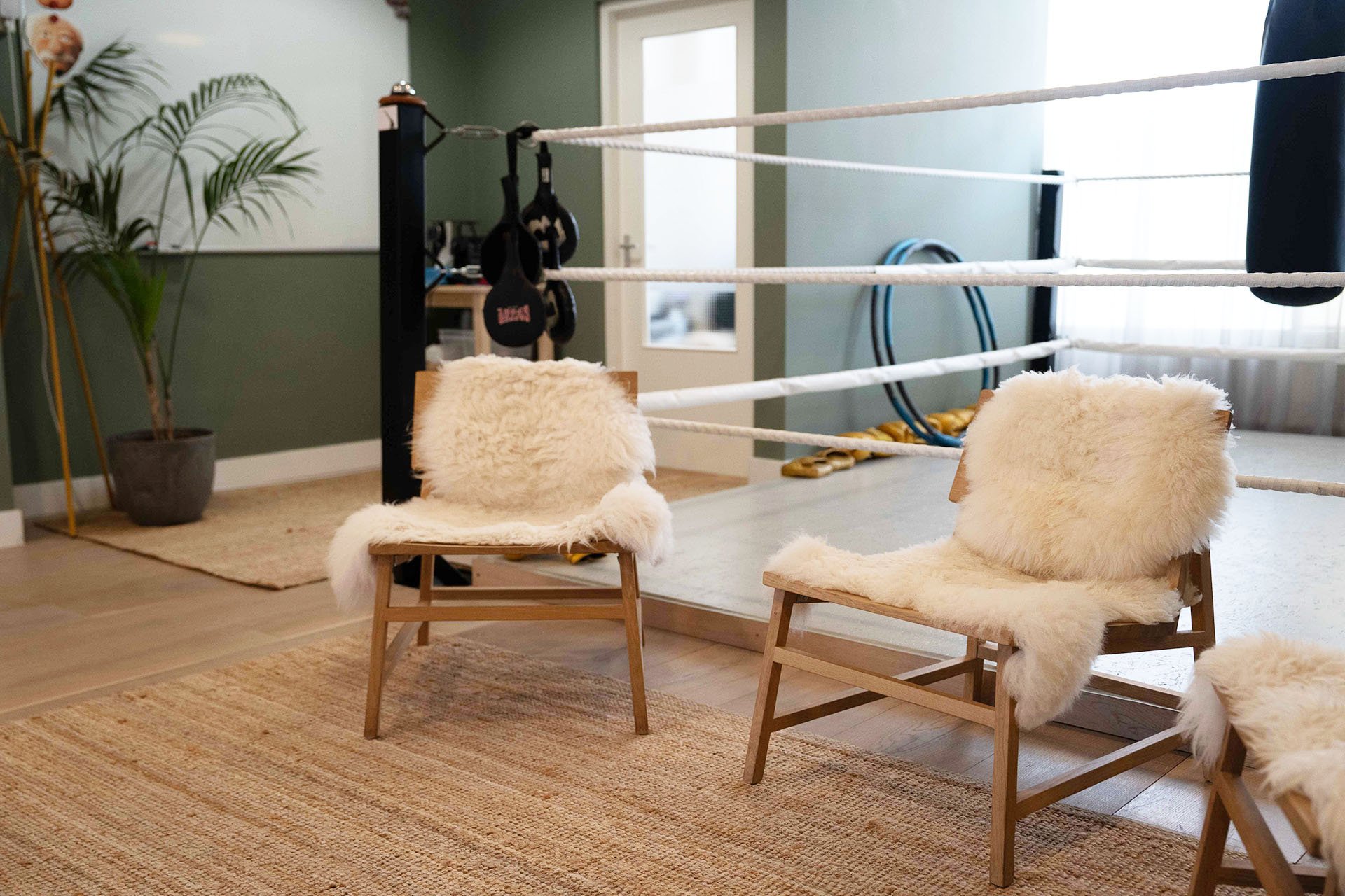 Inside a gym with two chairs covered in fluffy white sheepskin, a boxing ring with white ropes, some hanging boxing gloves, a large potted plant, hula hoops, and boxing gloves hanging on a stand.