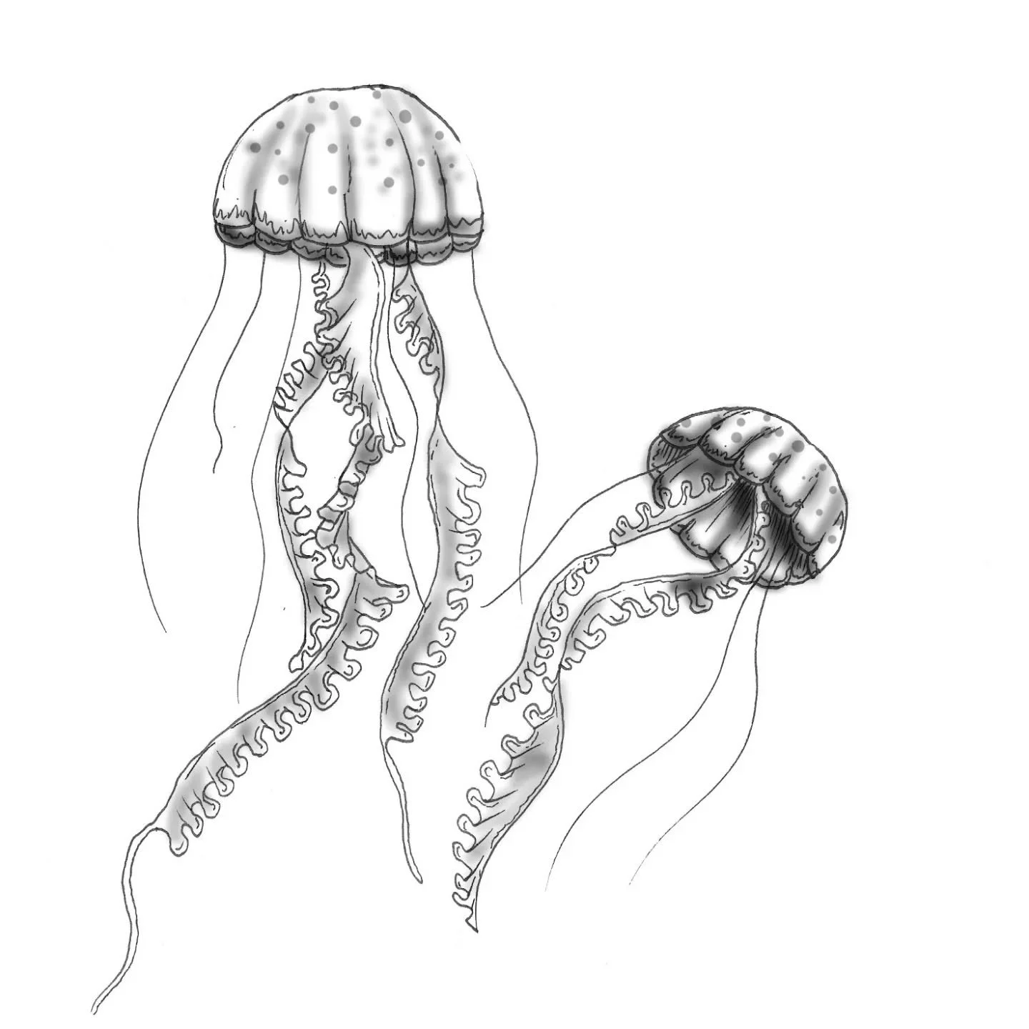 Jellyfishes having a fun time in the ocean. 
*
*
*
#jellyfishtattoo #kwaltattoo #finelinetattoo #tattoobrussel #tattoobruxelles #tattoobrussels #tattooleuven #tattoosinttruiden #tattootienen #tattoohelecine #tattoohannut #tattoolanden #tattooli&egrav