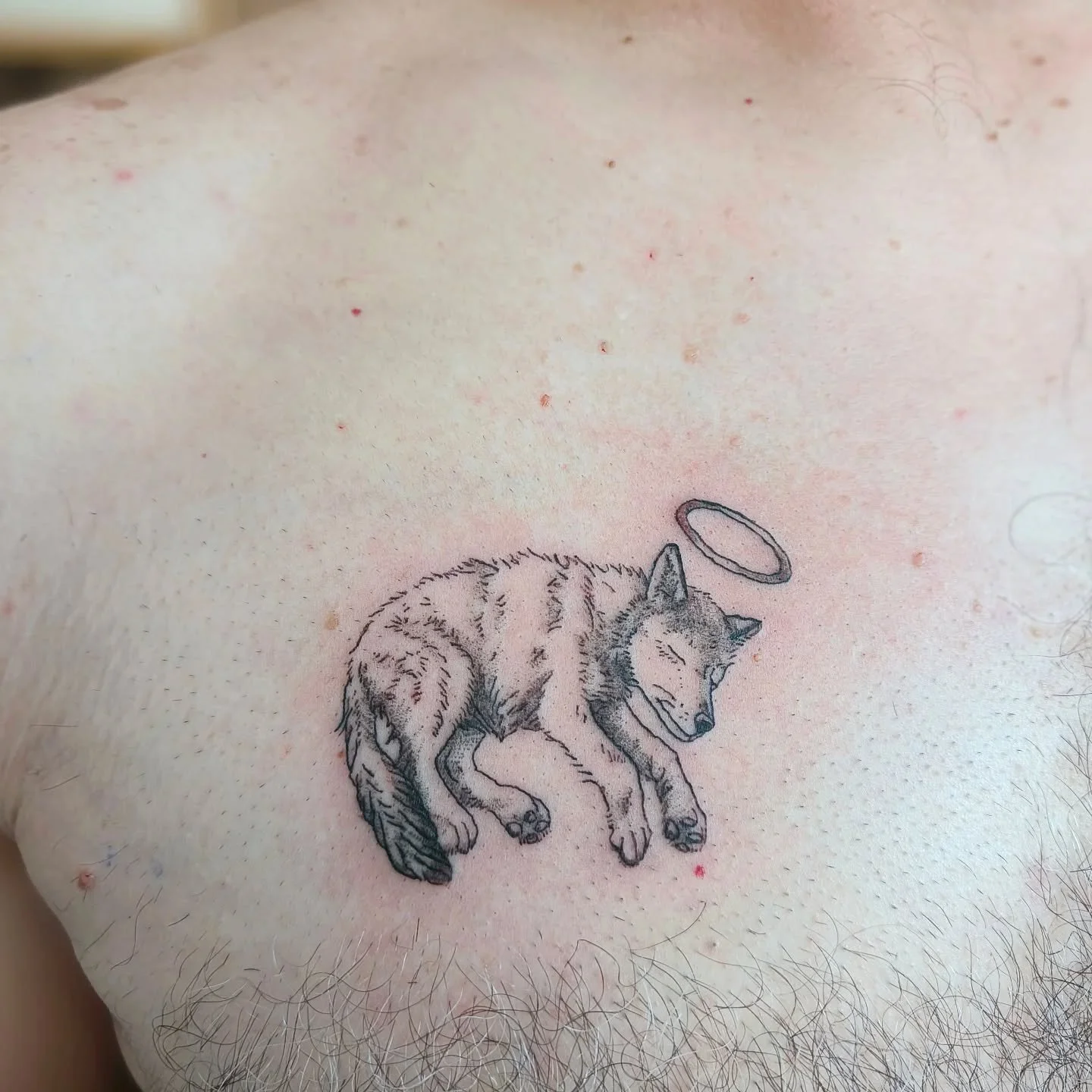 A tattoo full of memory and love❤️🐺
*
*
*
#rouwtattoo #chesttattoo #borsttattoo #wolftattoo #louptattoo #finelinetattoo #finelinewolf #tattoobelgi&euml; #tattoobelgium #tattoobelgique #tattooli&egrave;ge #tattoobruxelles #tattoobrussel #tattooleuven