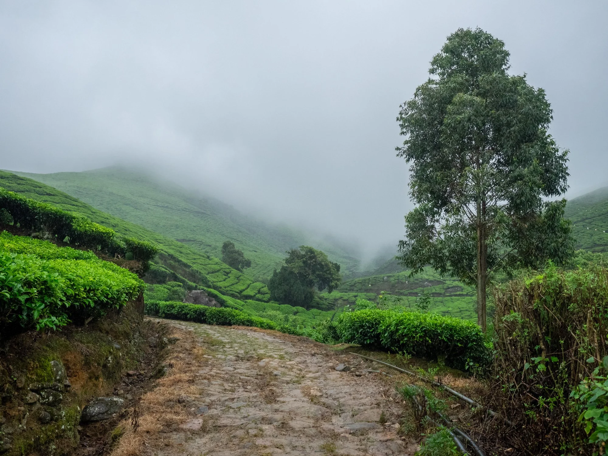 Munnar_India_Secuencia_2.jpg