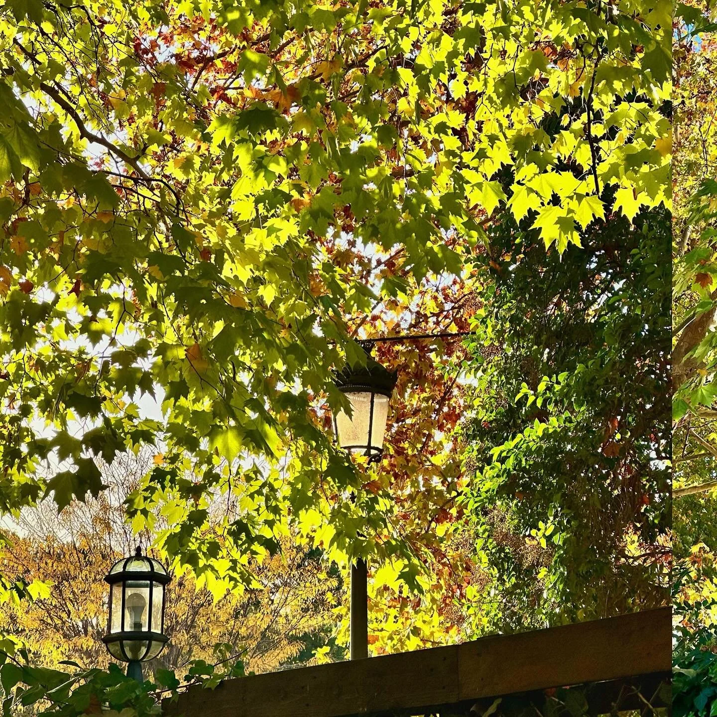 Ciclos de vida. Momentos de reflexi&oacute;n. Energ&iacute;a transformadora&hellip; 🍂 OTO&Ntilde;O 🍂