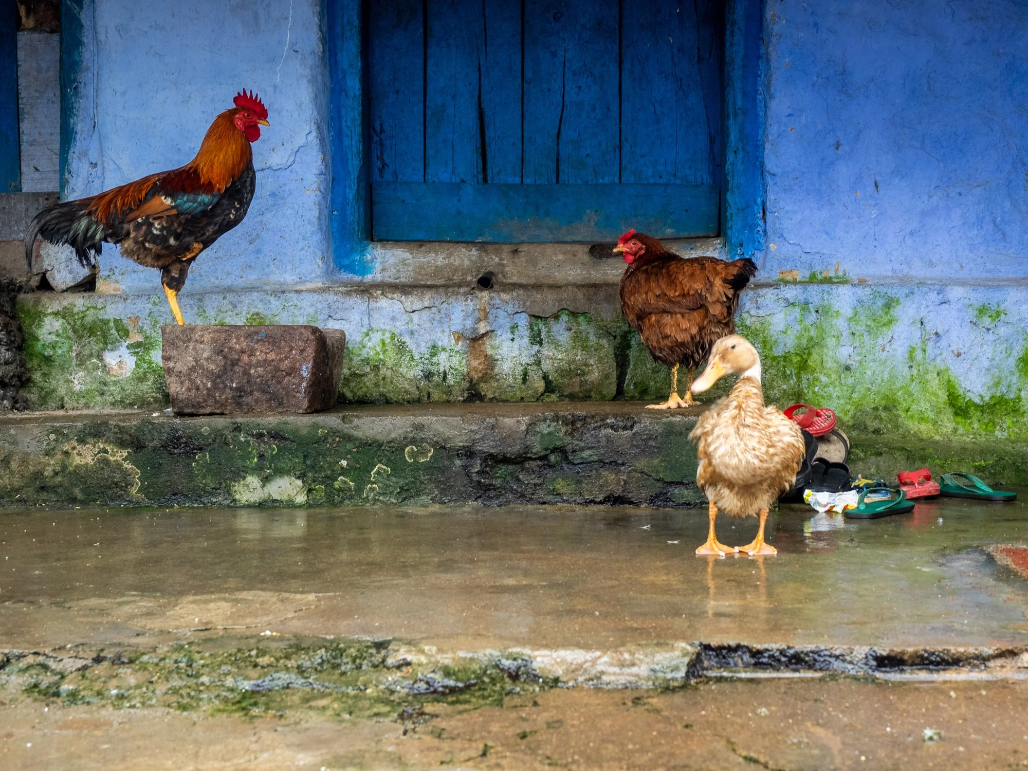 Munnar_India_Secuencia_6.jpg