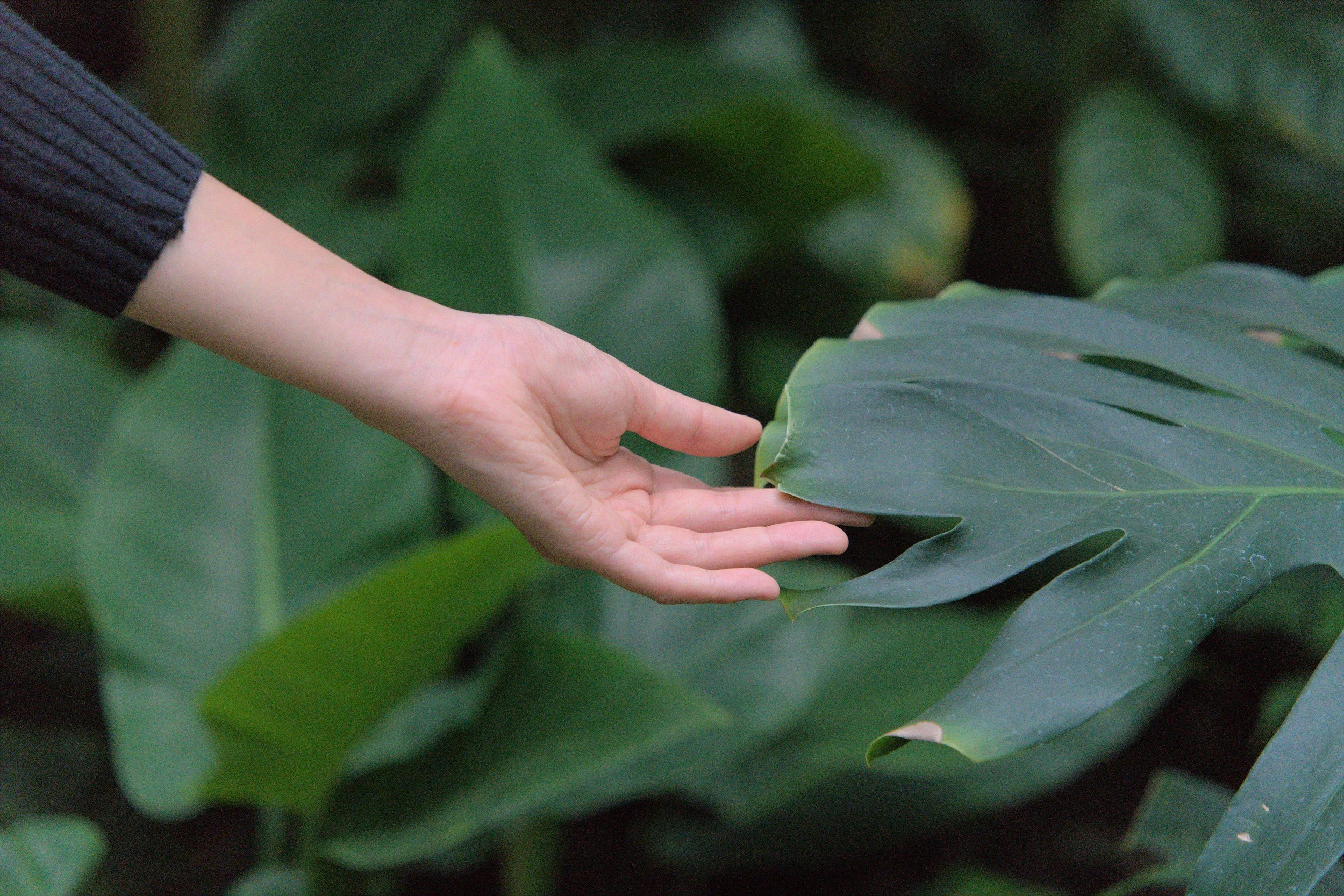 A person's hand gently touching a large green leaf in a lush, leafy environment.