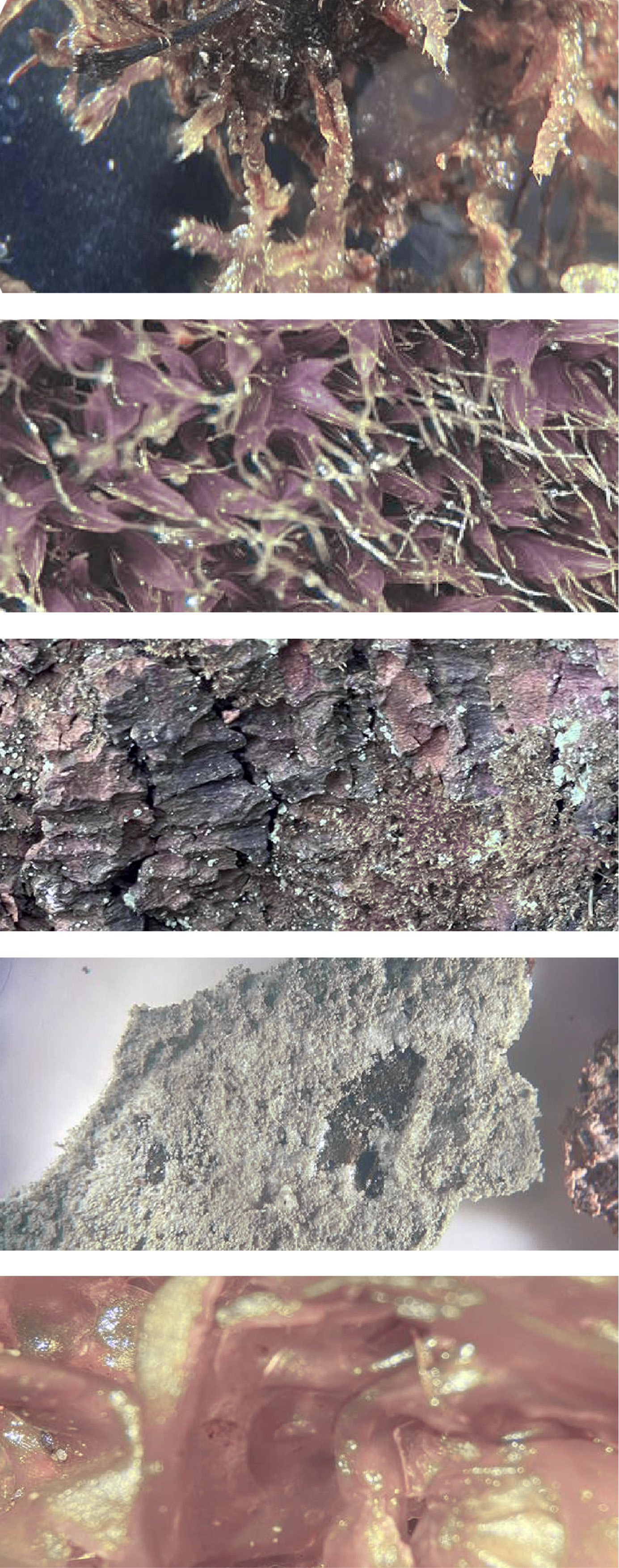 Post-human Structures: MArch one – 2024