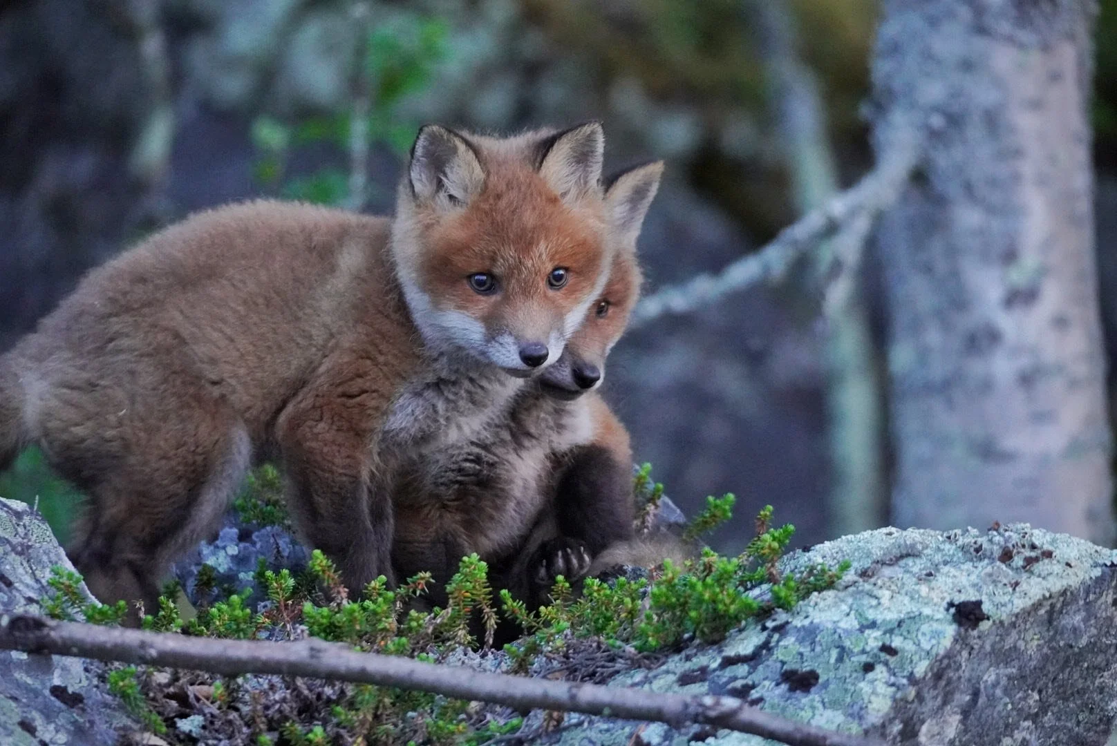 Et lite glimt av villmarksmagi