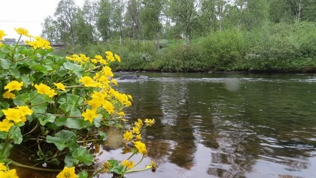 Innkalling til fjellstyremøte