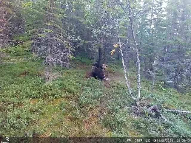 DNA  prøver bjørn 2024