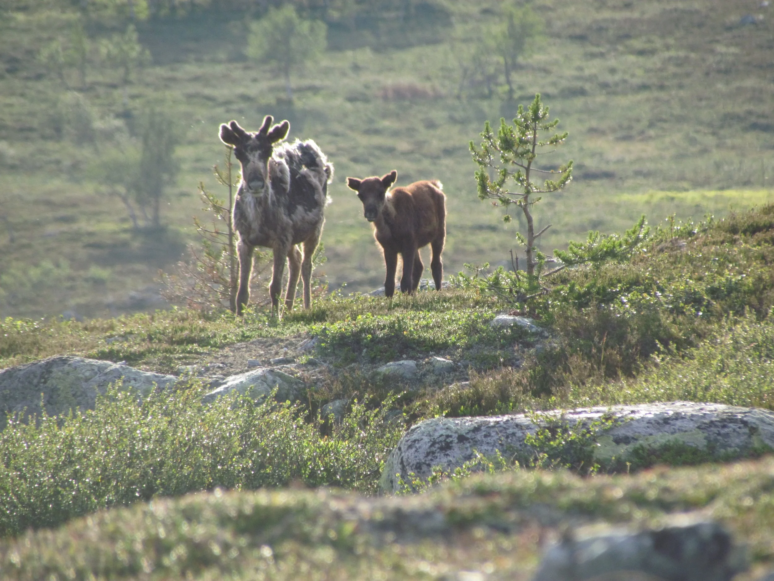 Finner du tamreinkadaver – meld ifra! 