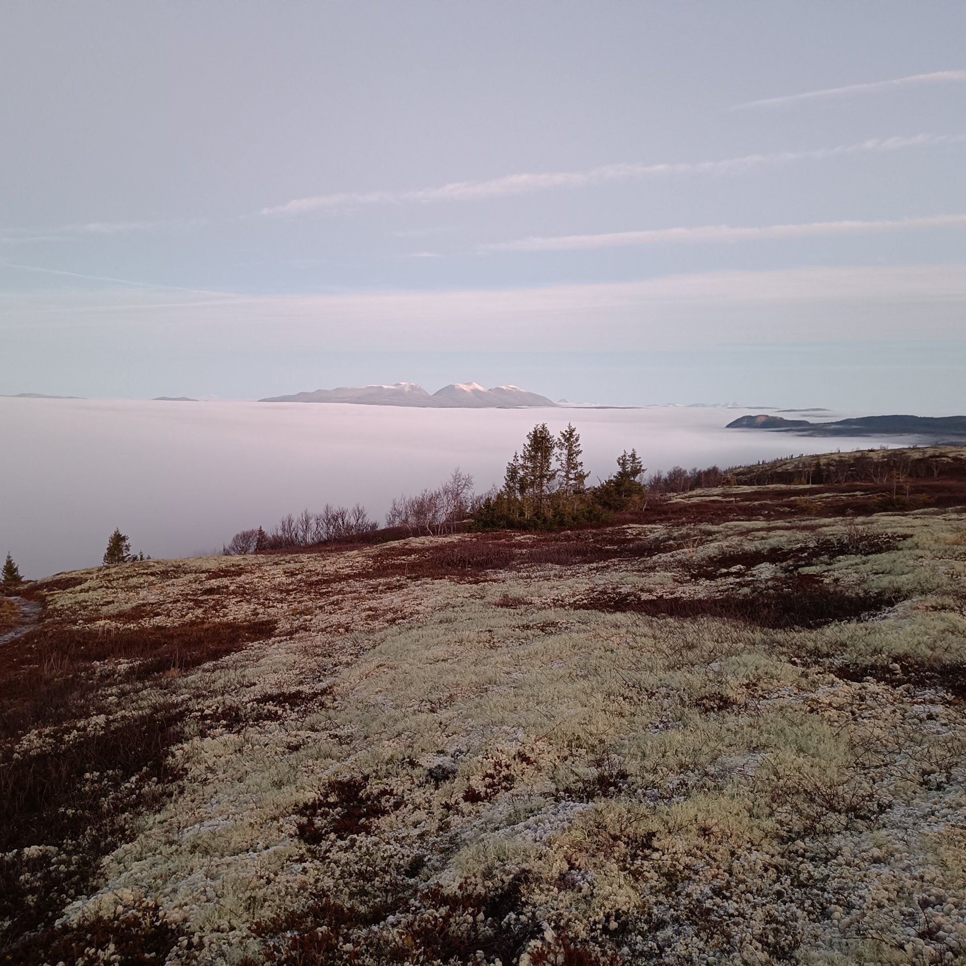 Elgjakta over på statsallmenninga for i år
