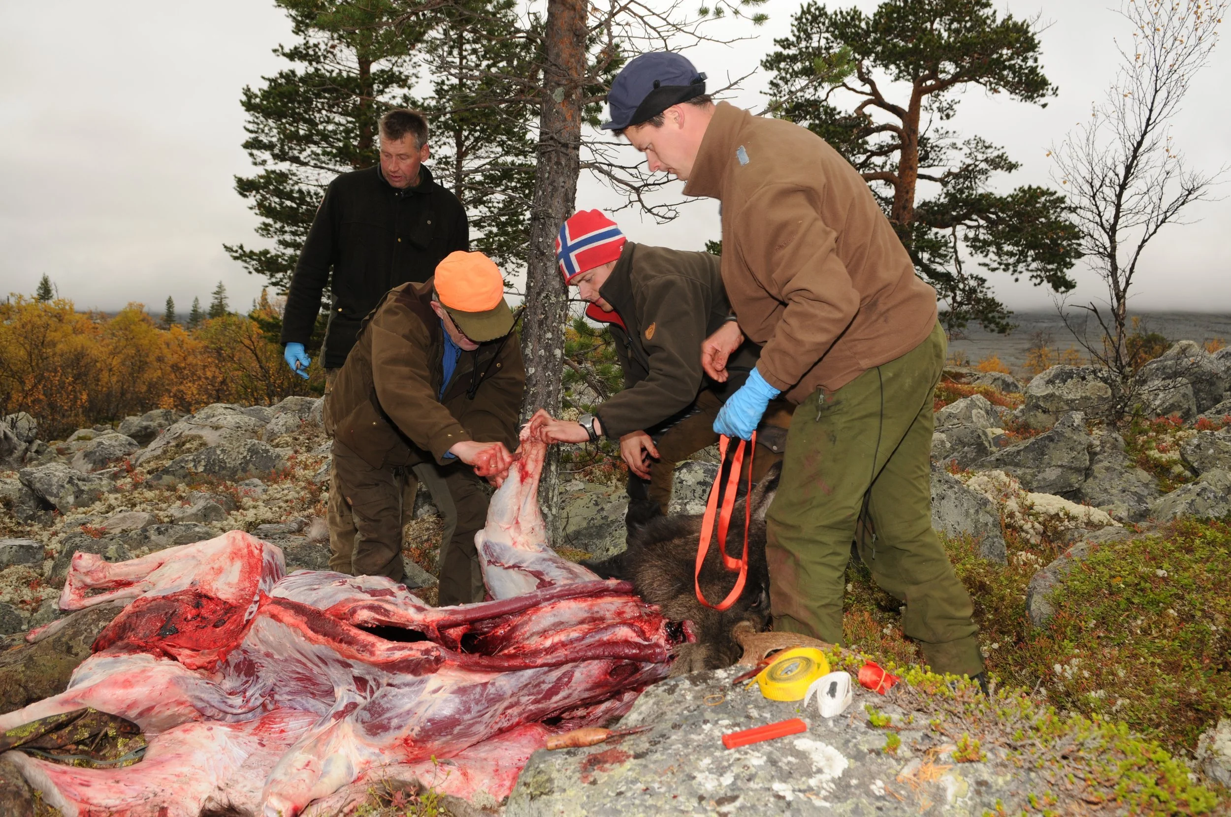 Gratis hjelp til kjøttdeling? 