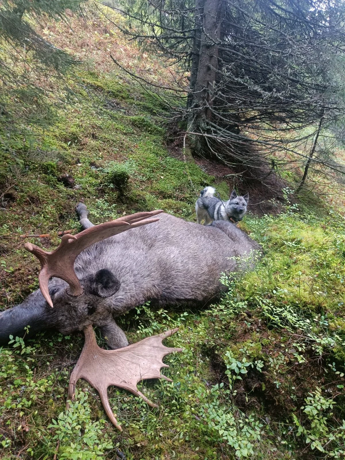 I mårra starte elgjakta på statsallmenninga!