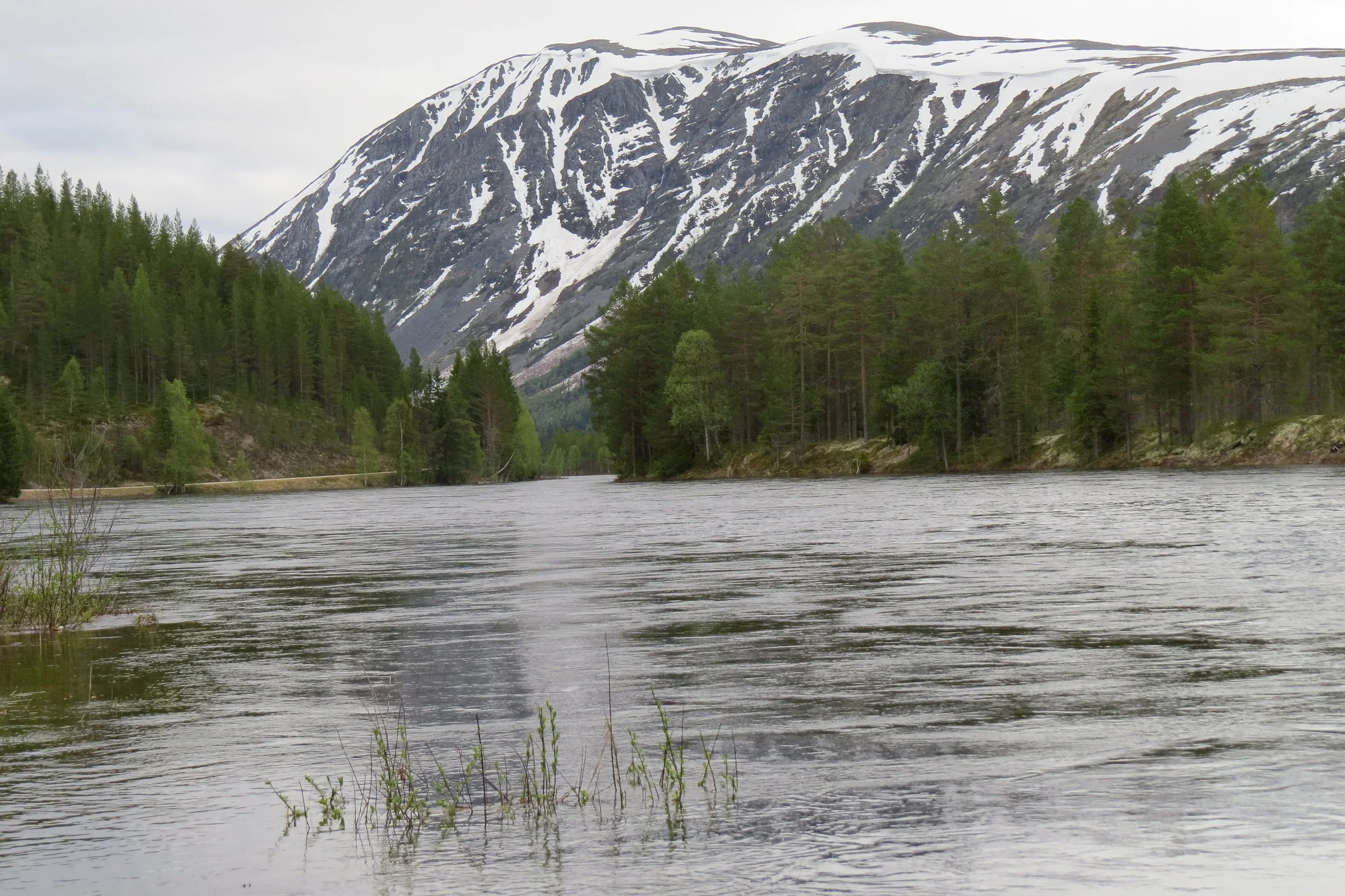 Om klaging på fjellstyrets opplegg for rype- og skogsfugljakt. 