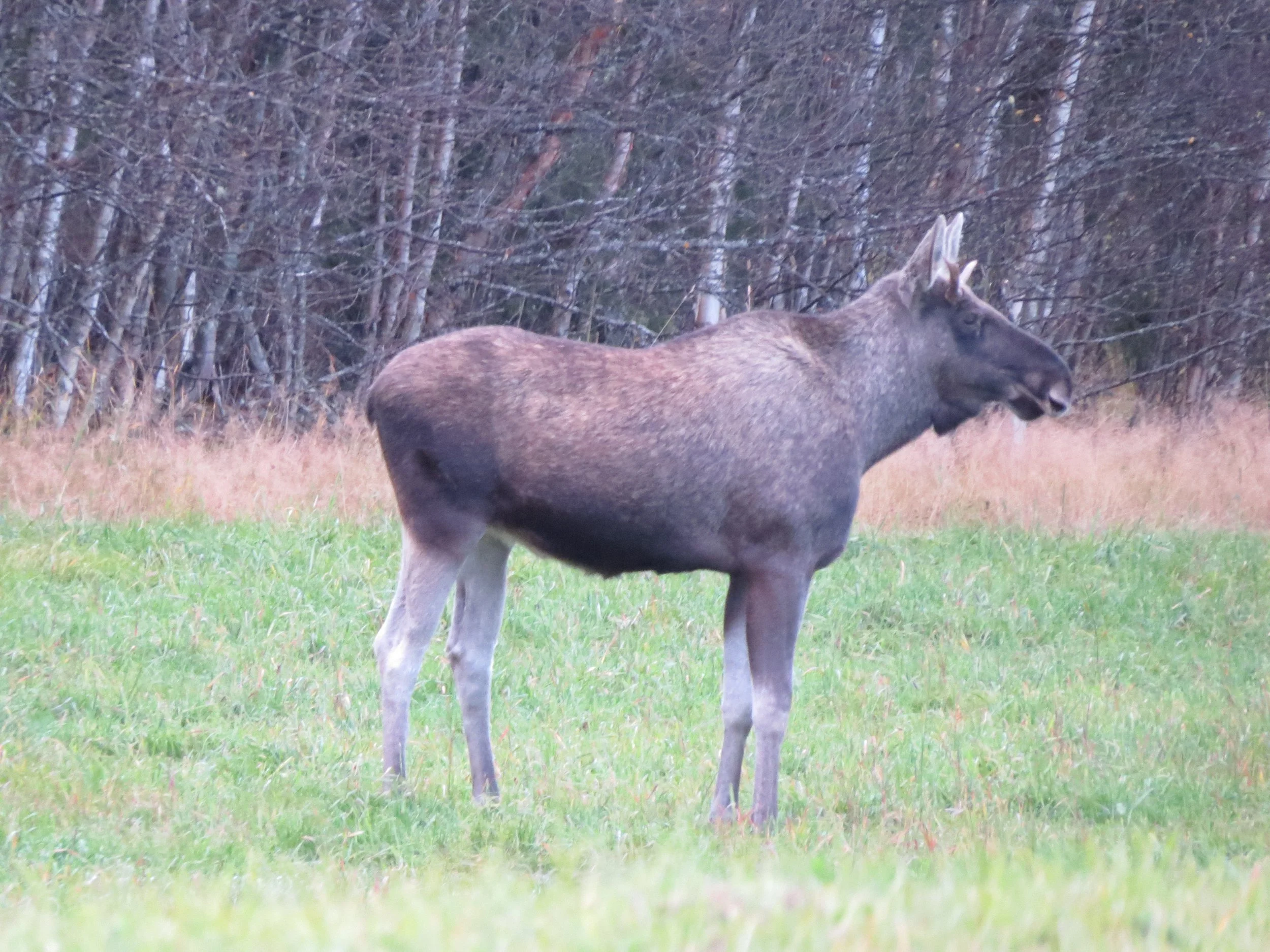 Møte om elgforvaltning på statsallmenningen.